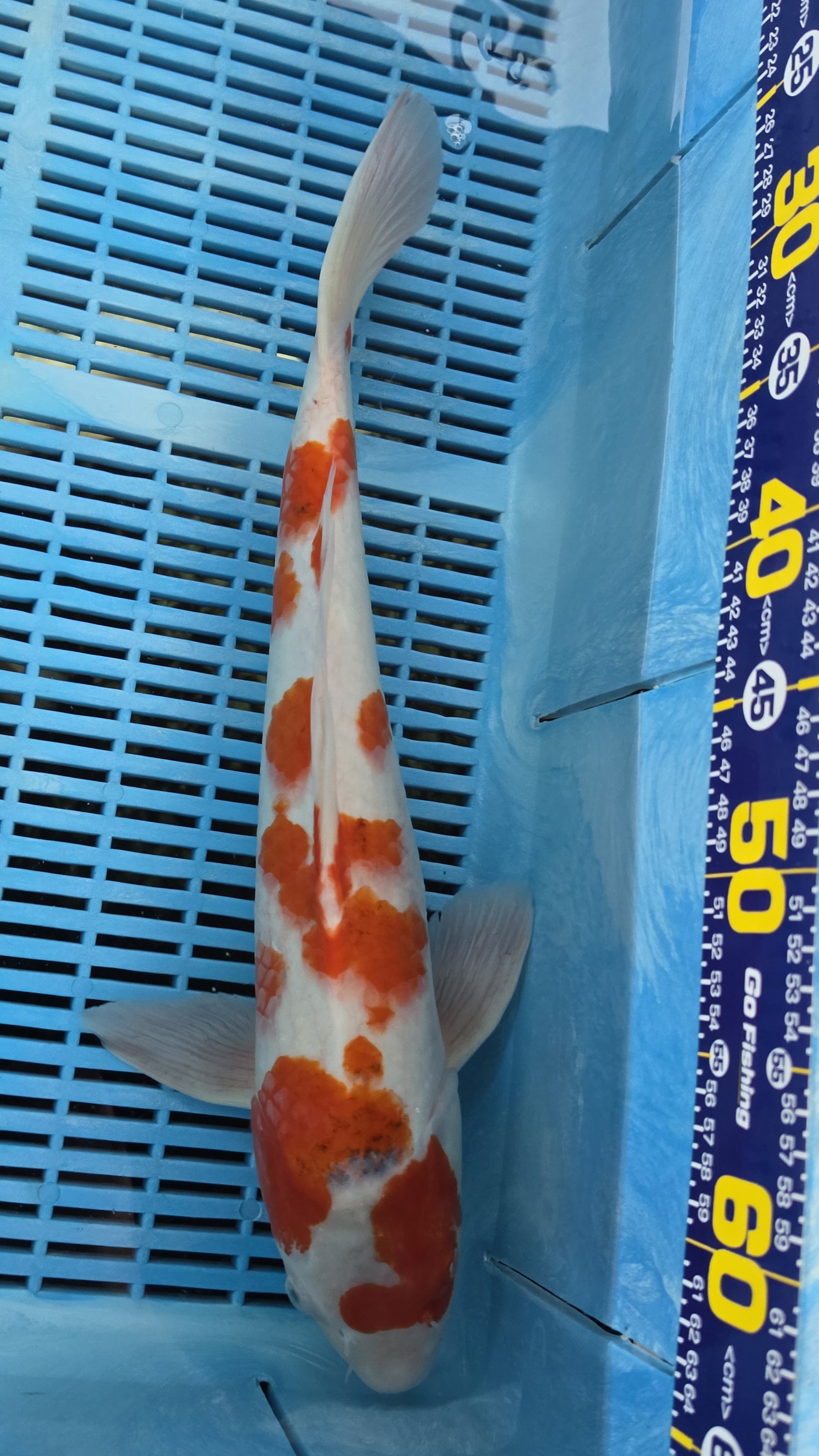 18" Sakura Ogon *Summer Special*
