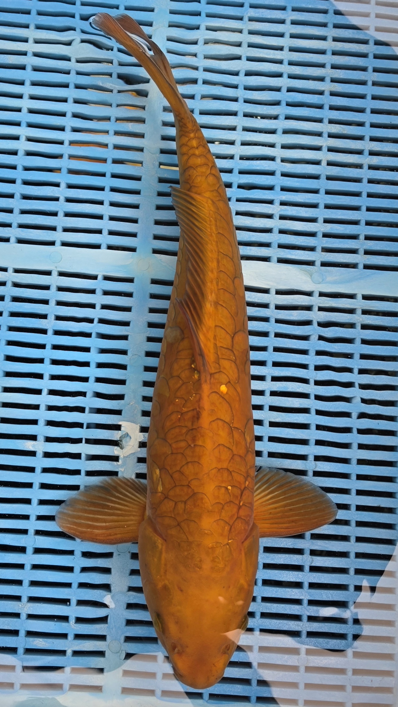 21" Premium Hand Selected Aragoke Chagoi 55cm