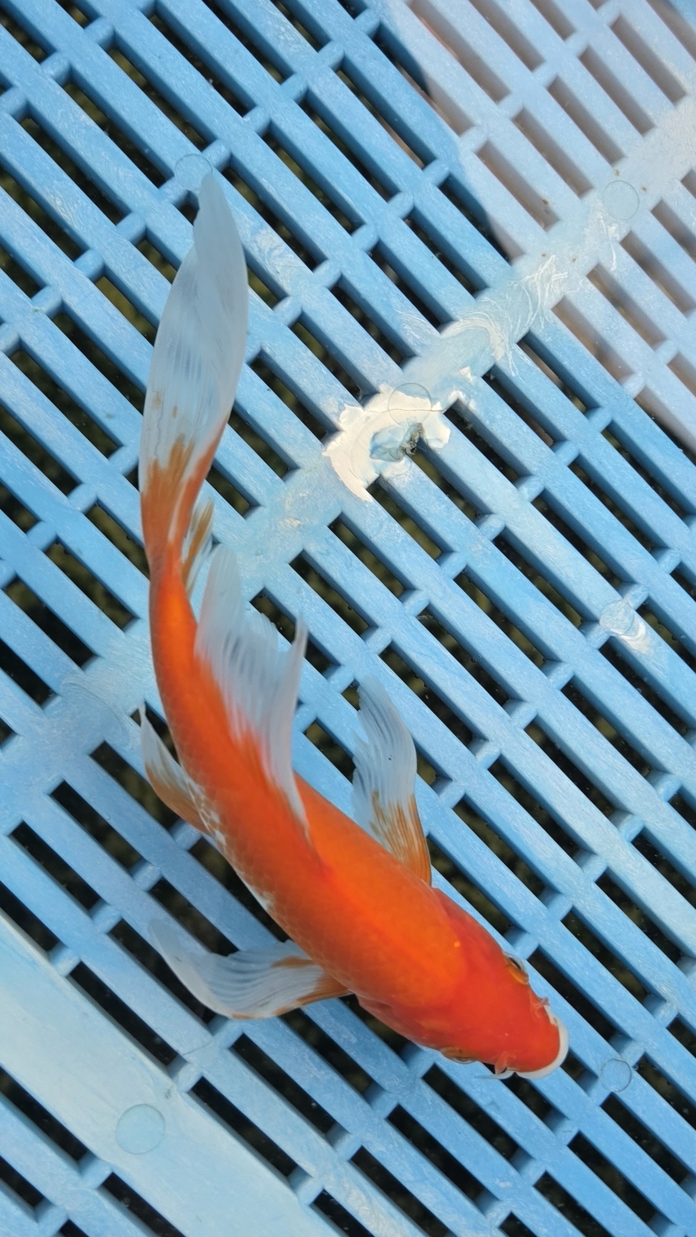 7-8" High Quality Hand Selected Kohaku butterfly koi