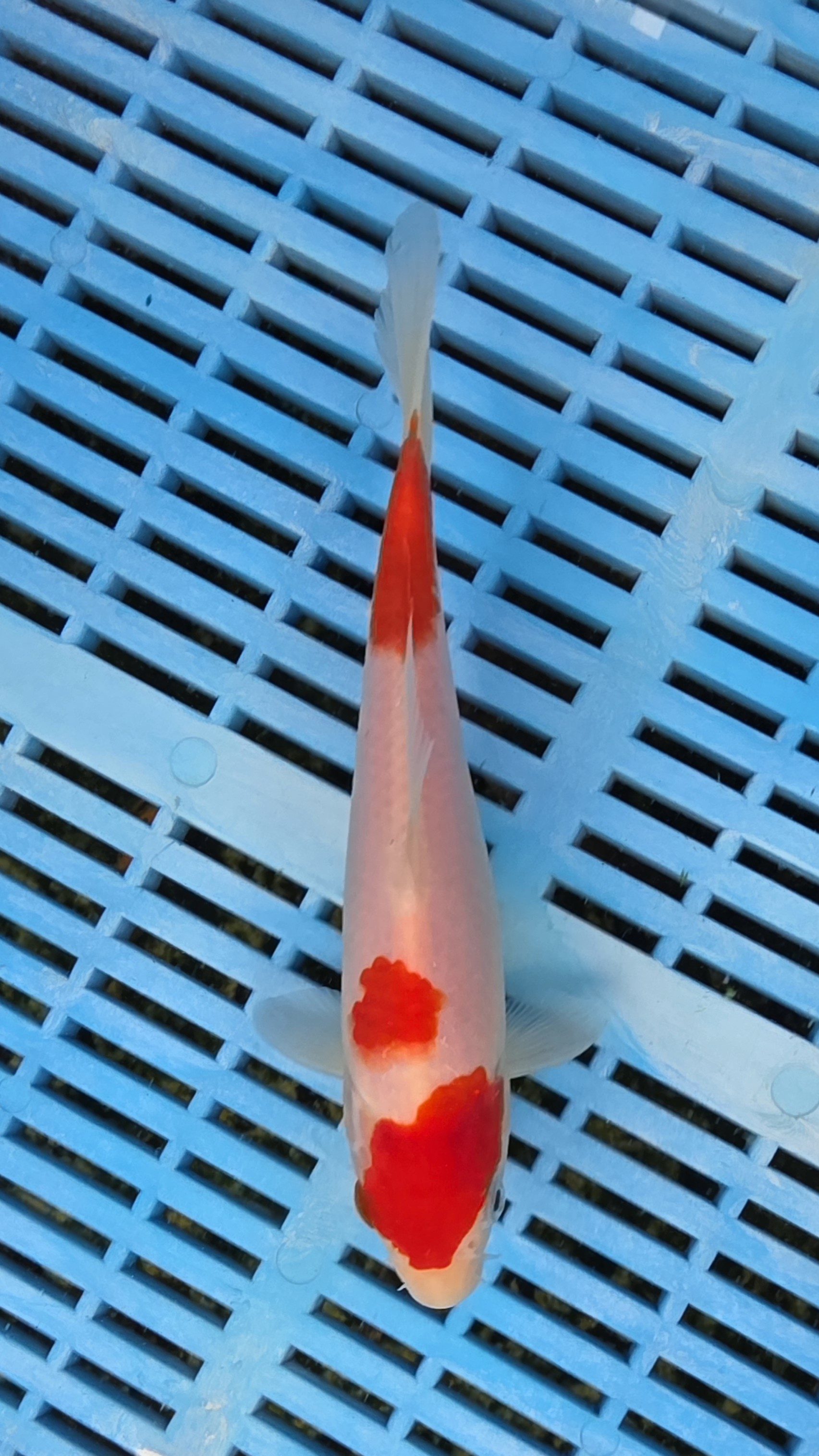 7-8" High Quality Hand Selected Kohaku