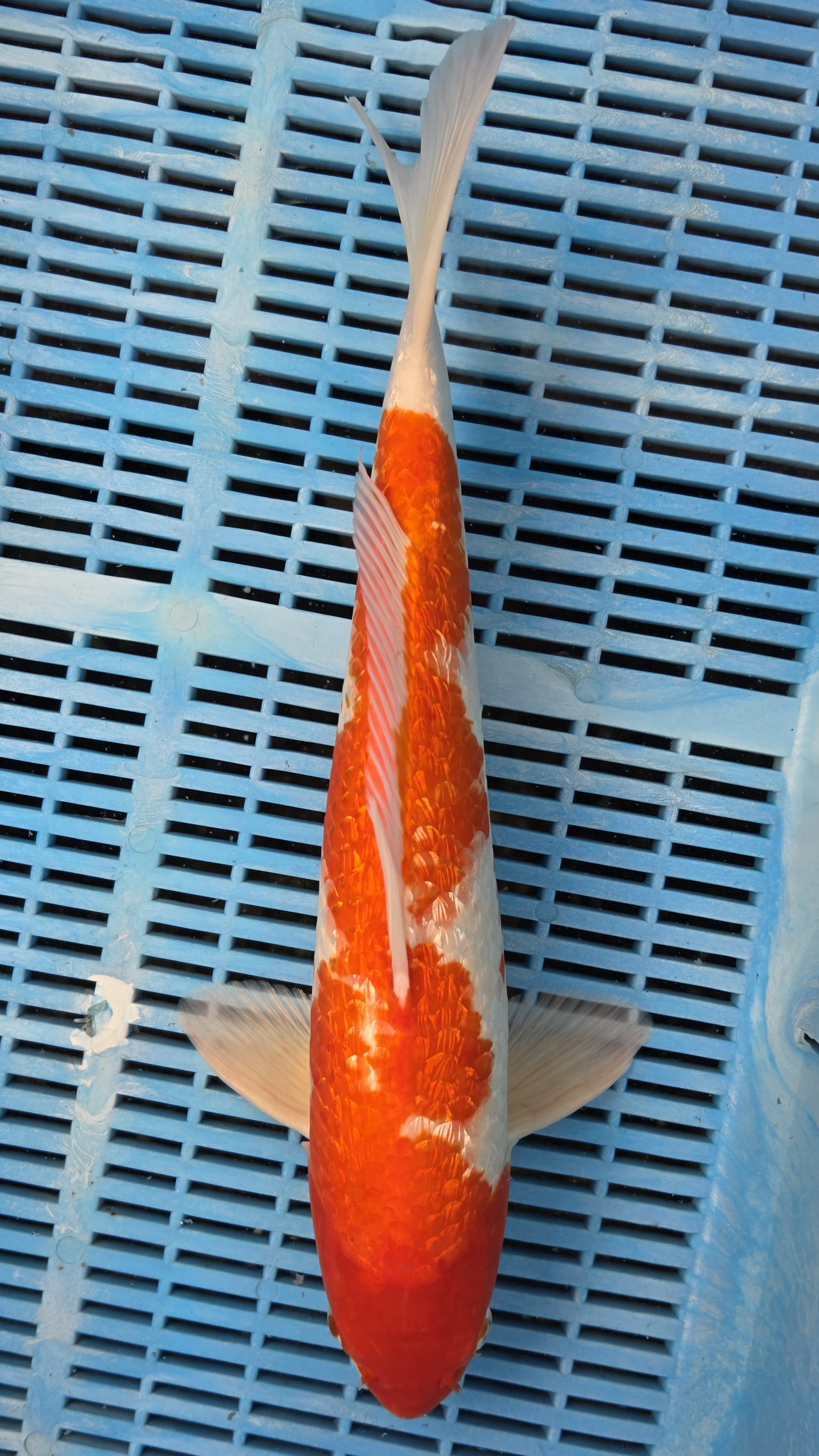 16" Gin Rin Kohaku *Summer Special*