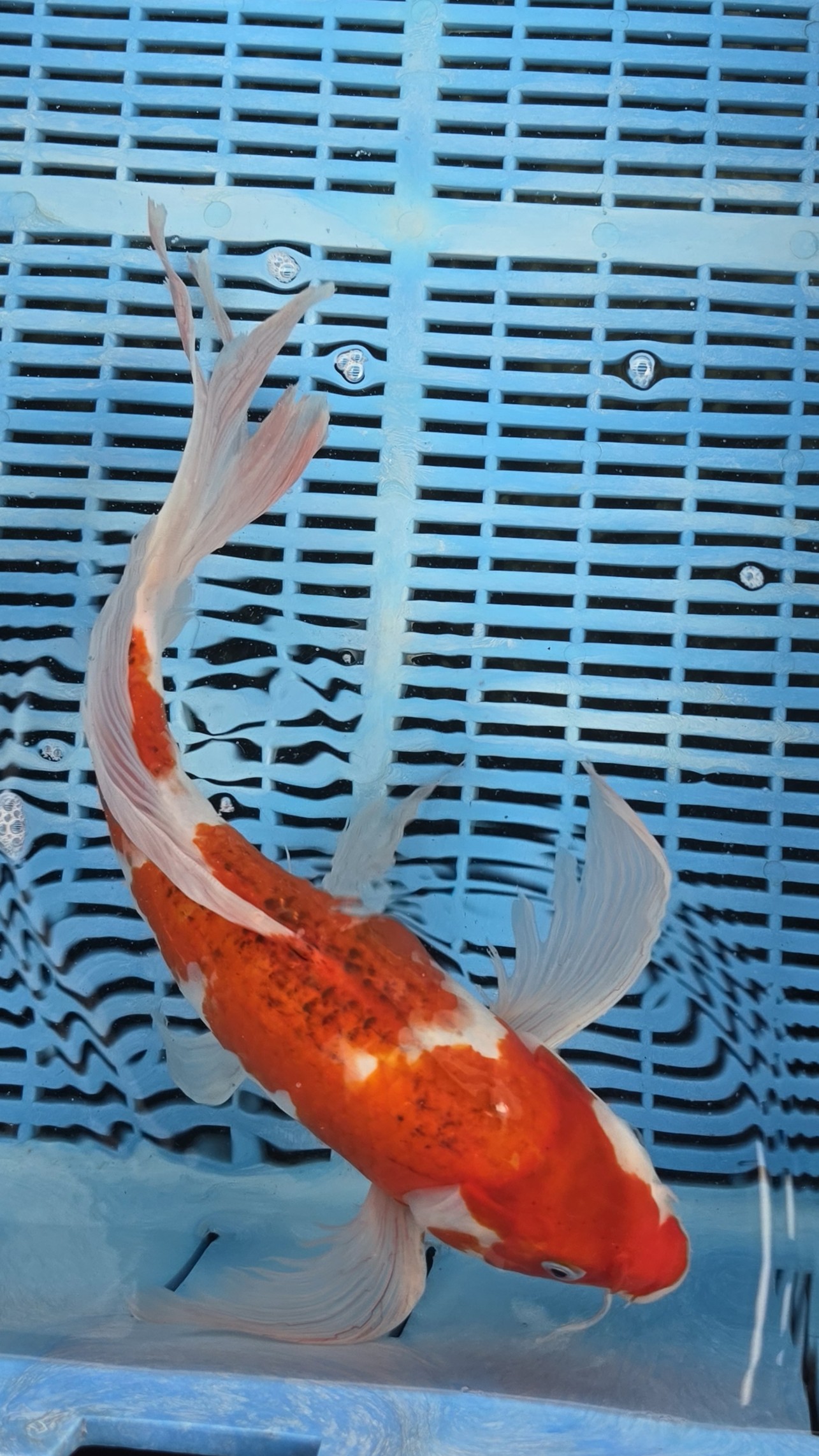 16" High Quality Hand Selected Goromo Butterfly koi