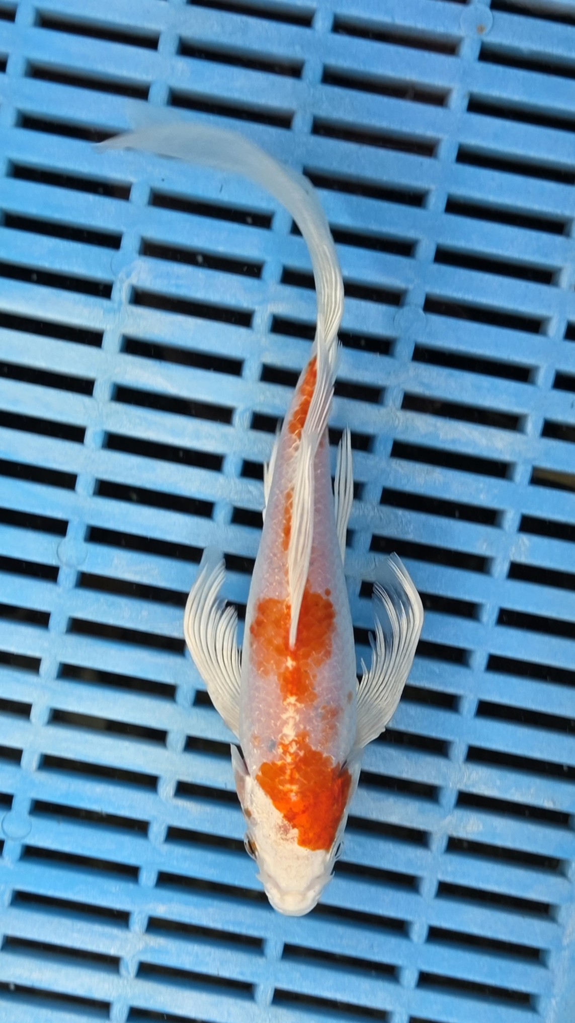 8-9" High Quality Hand Selected Sakura Ogon Butterfly koi