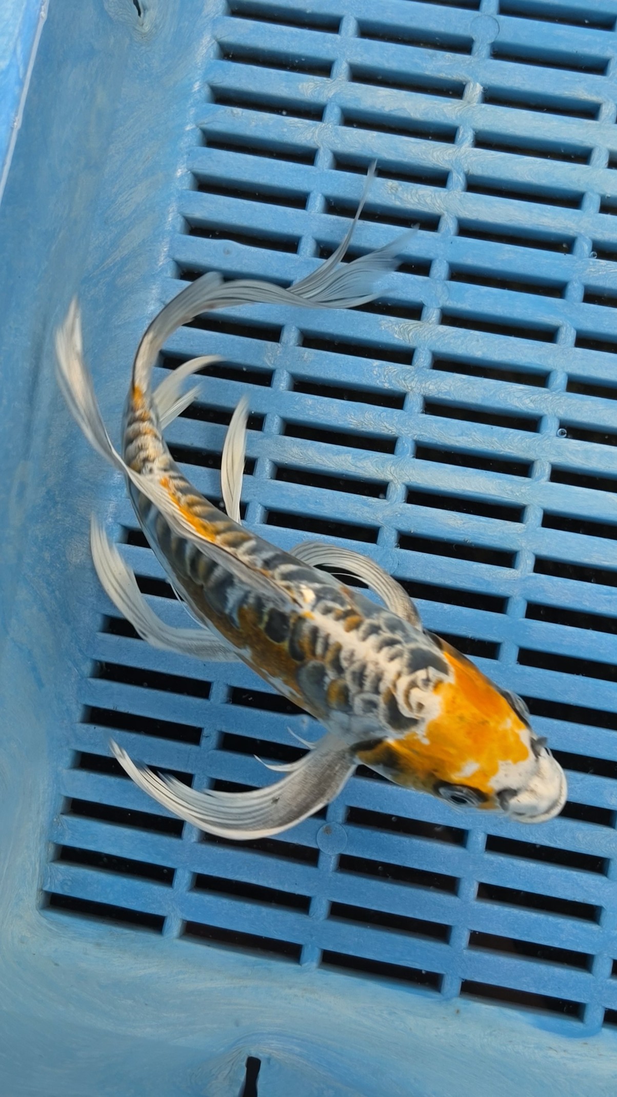 8-9" High Quality Hand Selected Doitsu Kujaku Butterfly koi