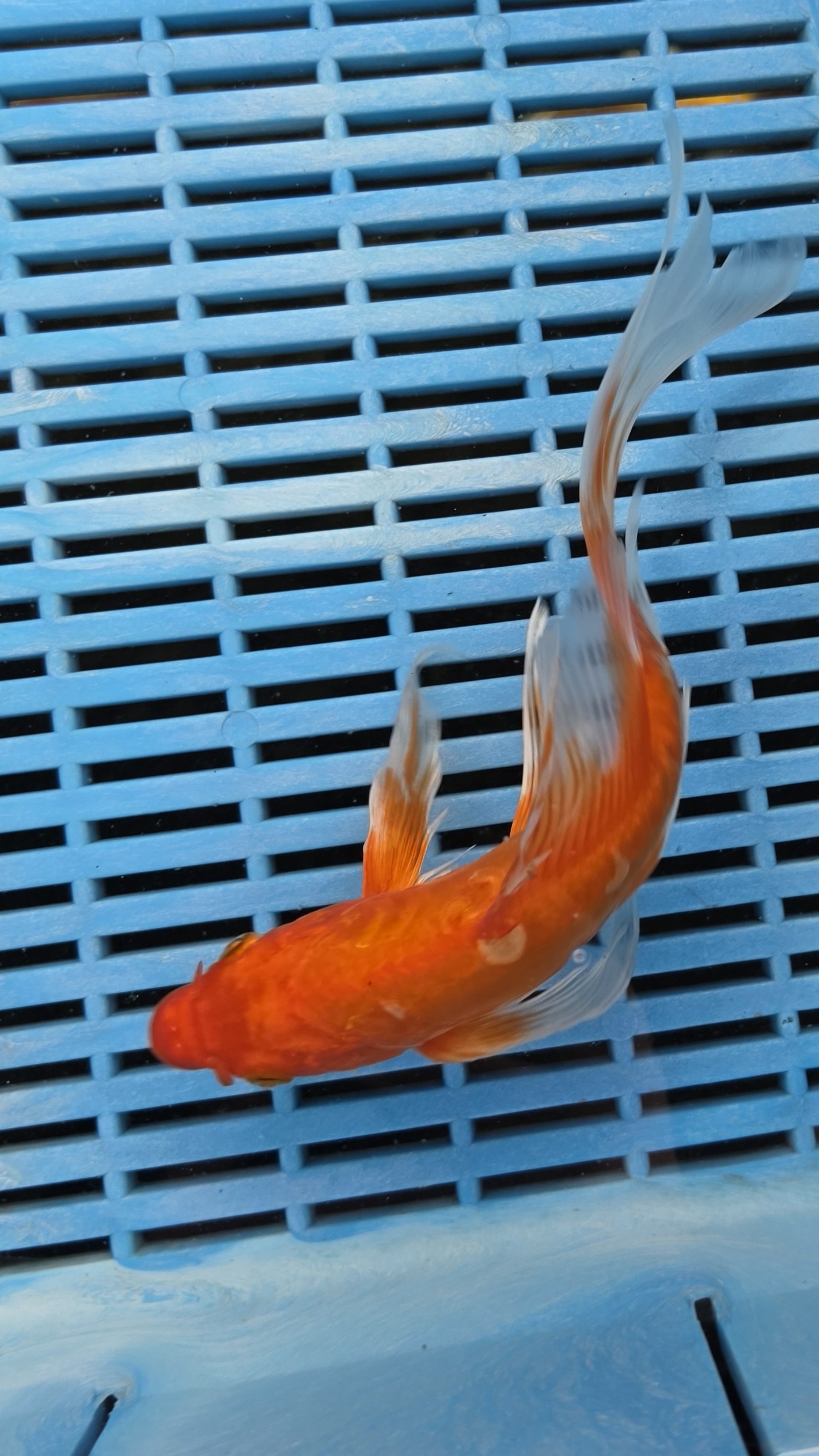 8-9" High Quality Hand Selected Doitsu Orenji Ogon Butterfly koi
