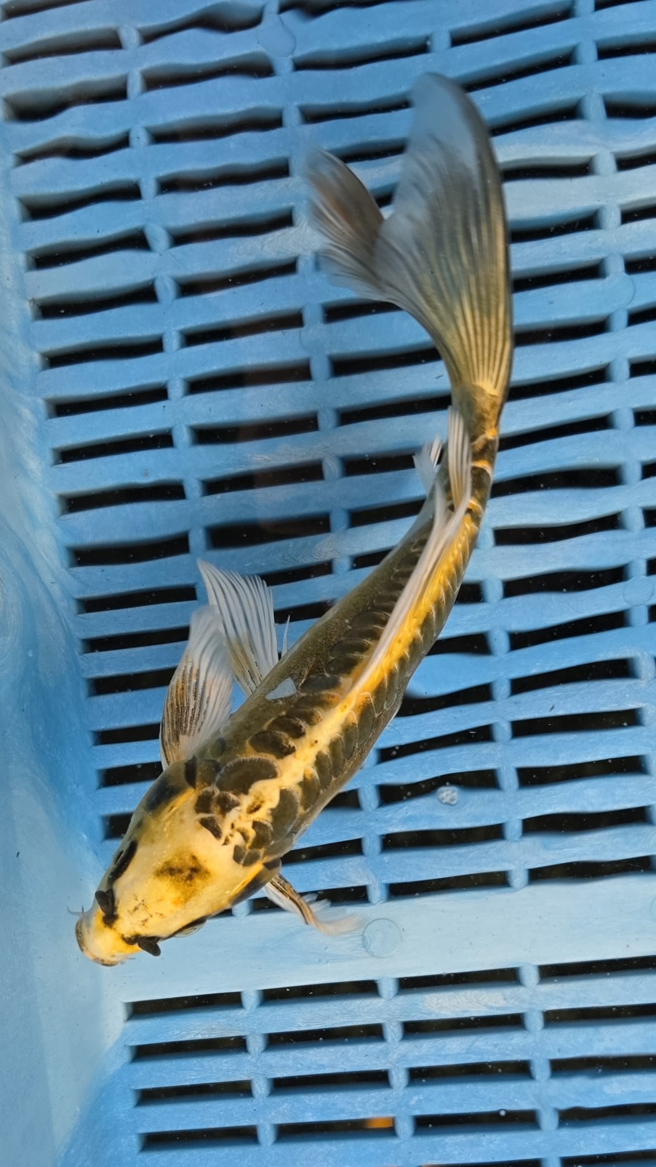 8-9" High Quality Hand Selected Kin Kikokuryu Butterfly koi