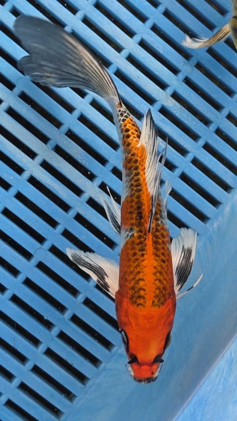 8-9" High Quality Hand Selected Kujaku Butterfly koi