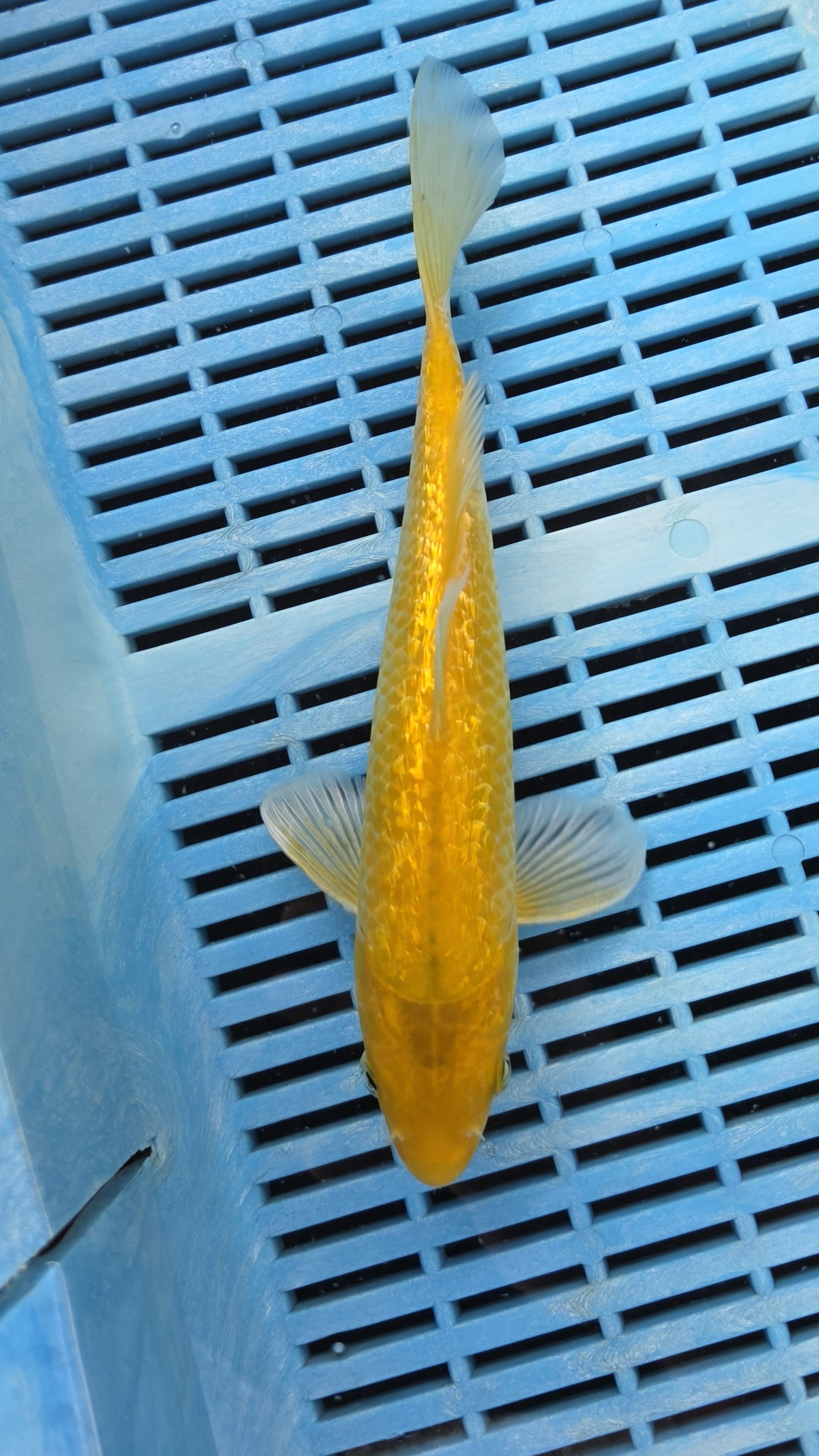 10" High Quality Hand Selected Gin Rin Karashigoi