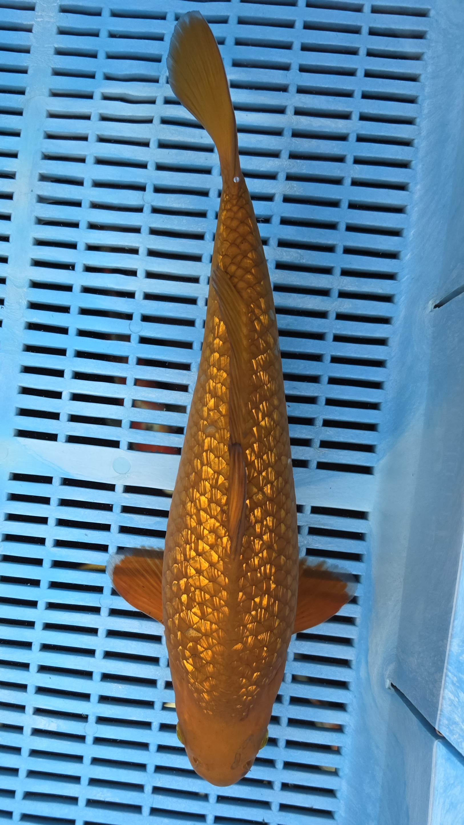 16" High Quality Hand Selected Gin Rin Chagoi