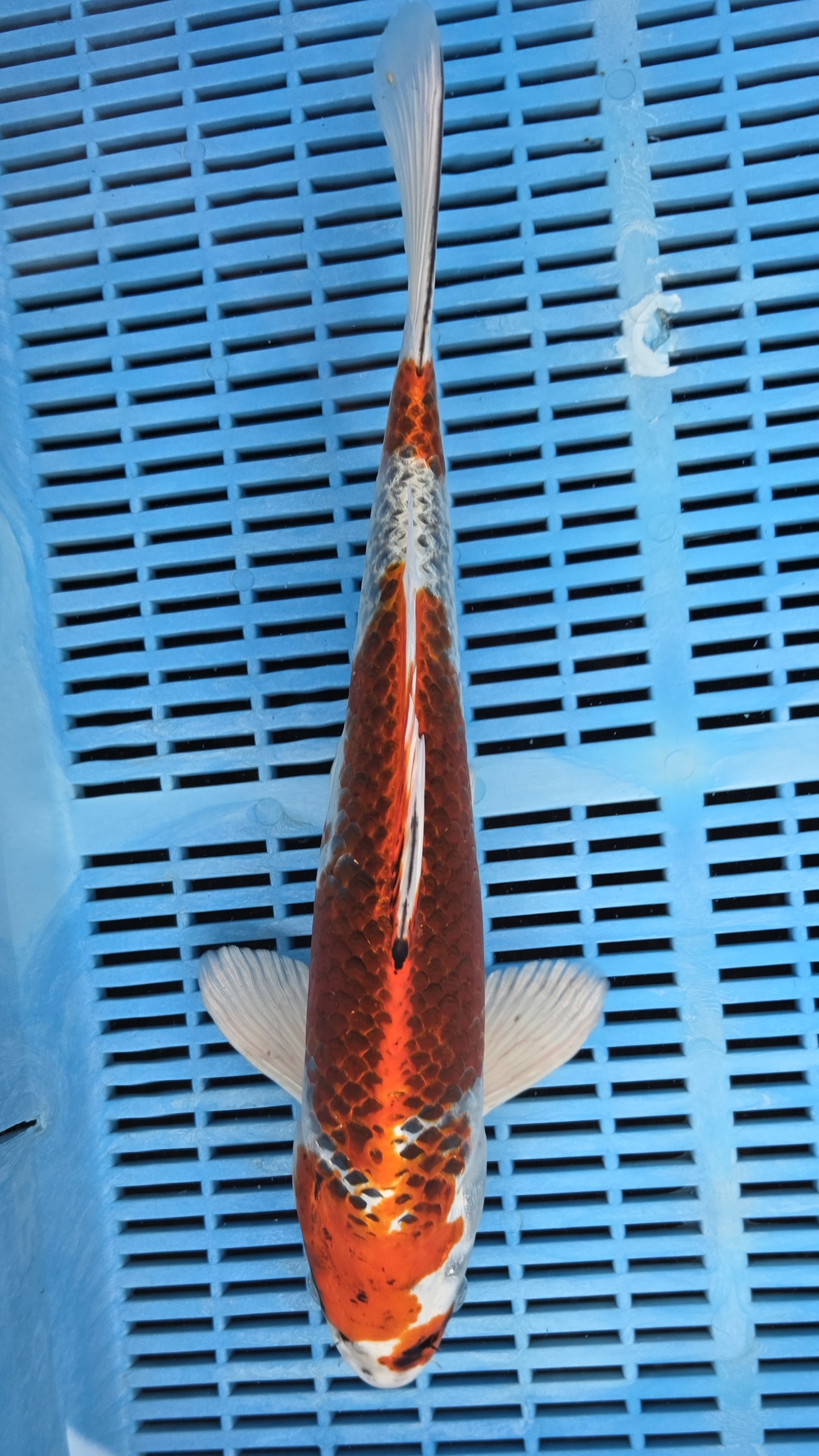 16" High Quality Hand Selected Kujaku