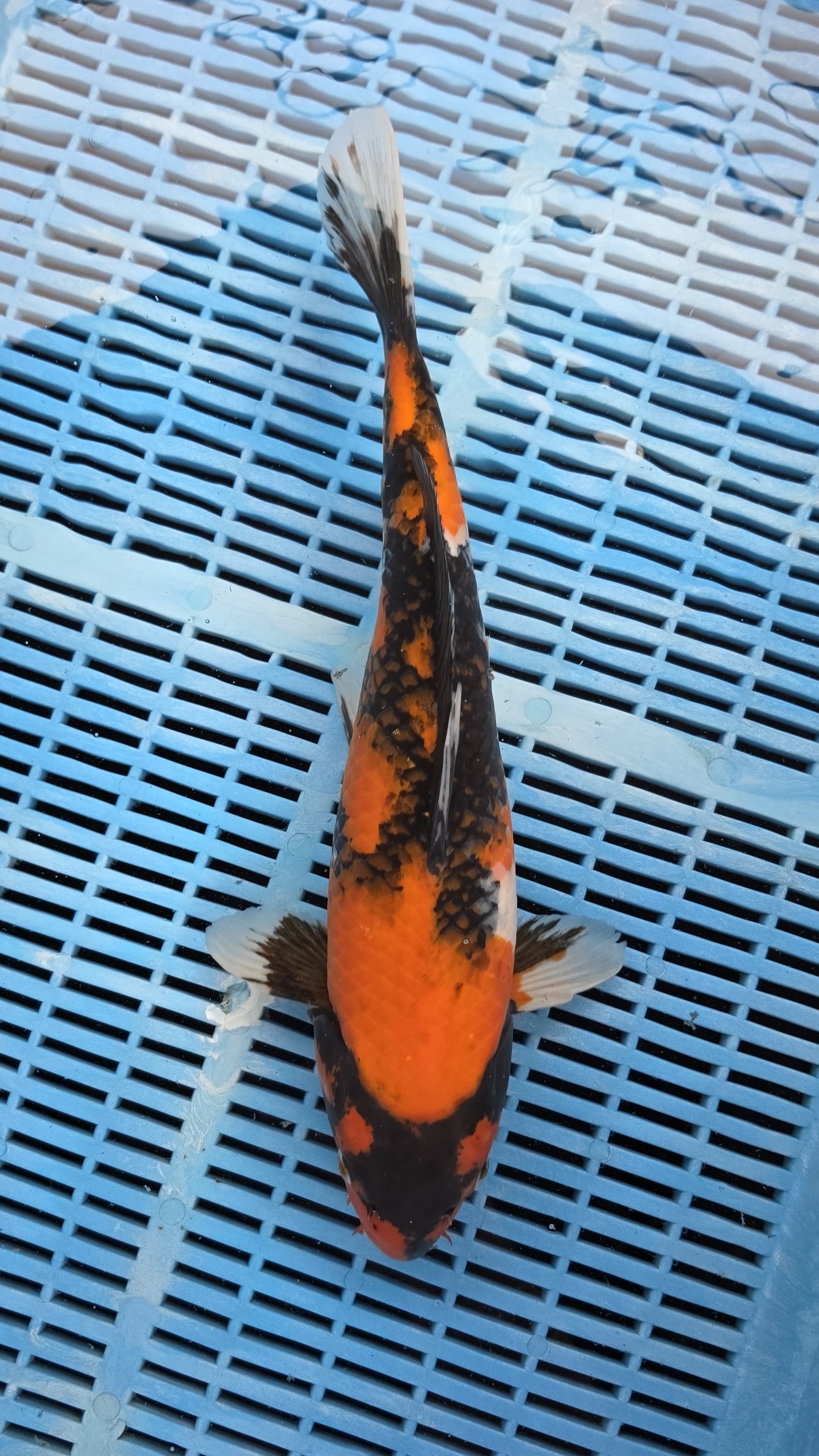 16" High Quality Hand Selected Showa