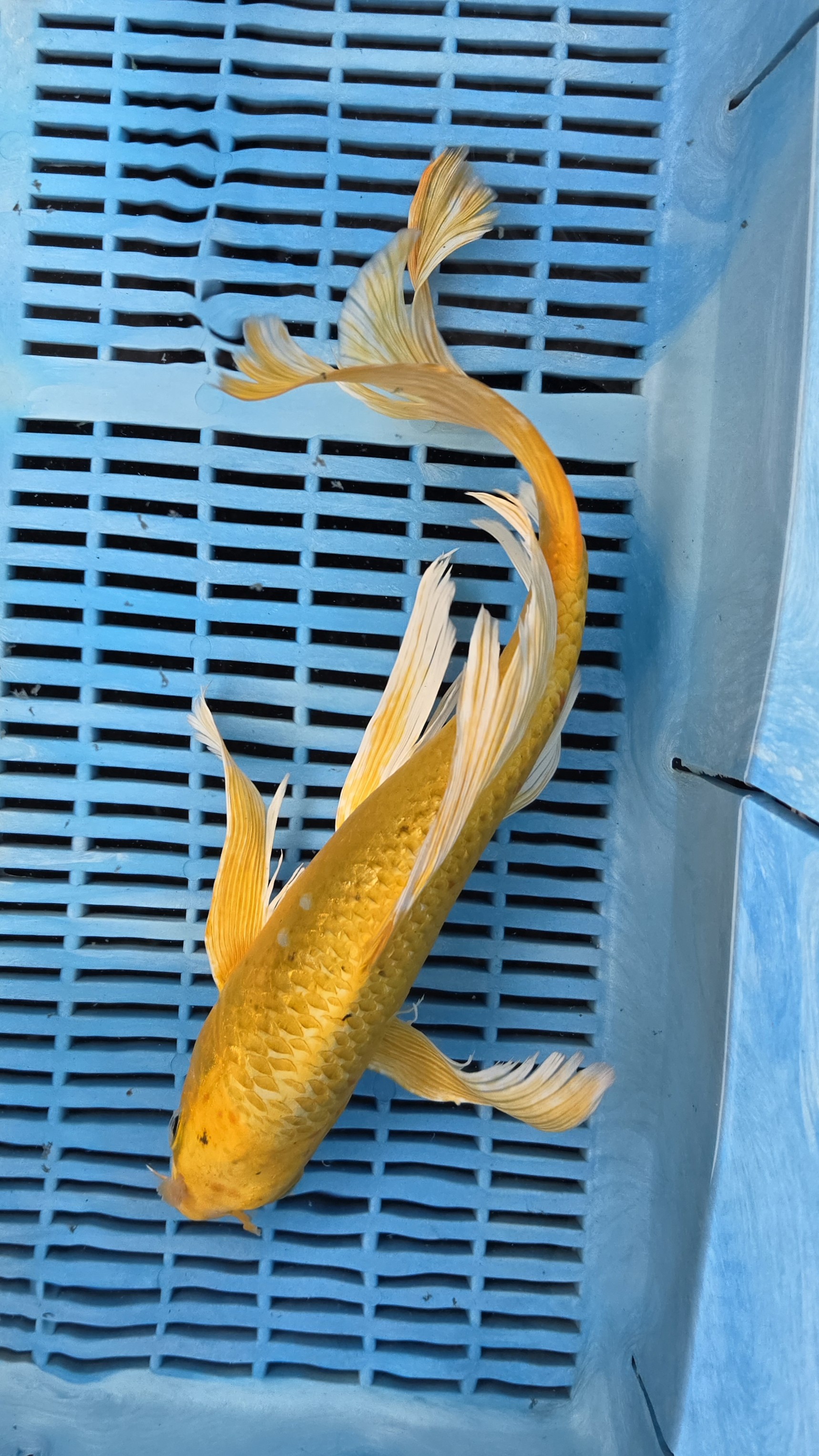16" High Quality Hand Selected Yamabuki Ogon Butterfly koi