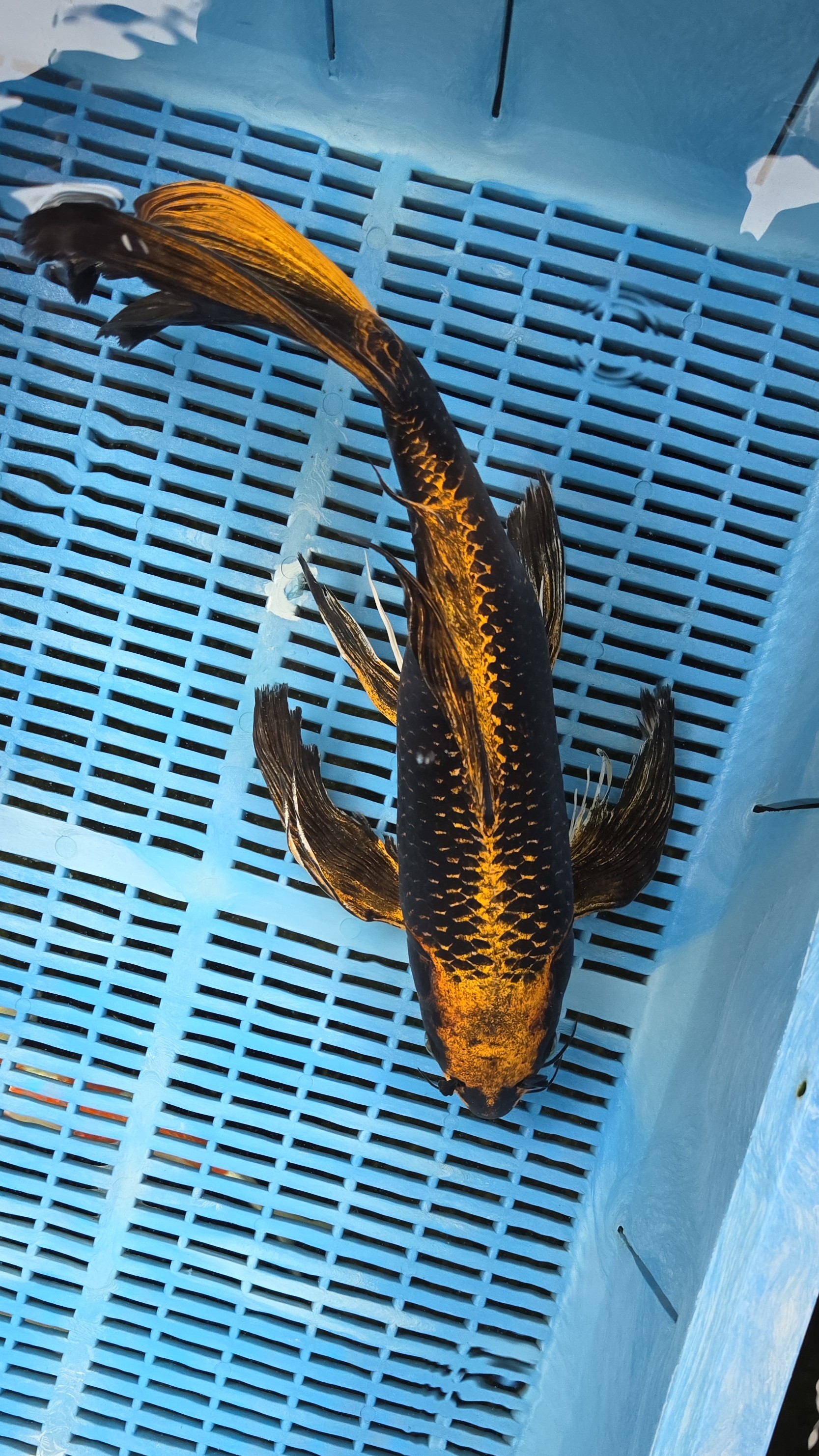 20" High Quality Hand Selected Aka Matsuba Butterfly Koi