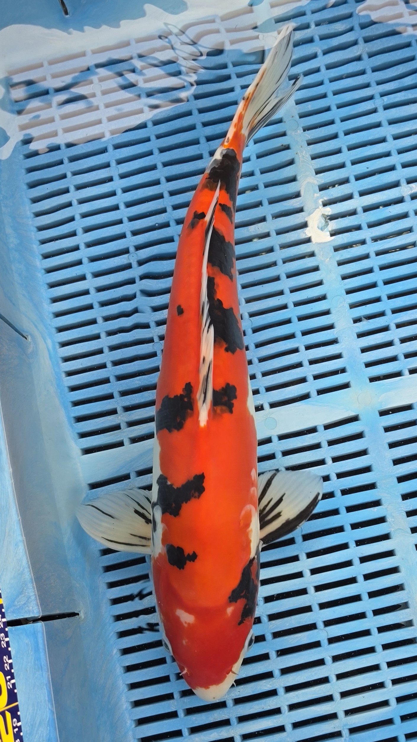 20" High Quality Hand Selected Doitsu Sanke