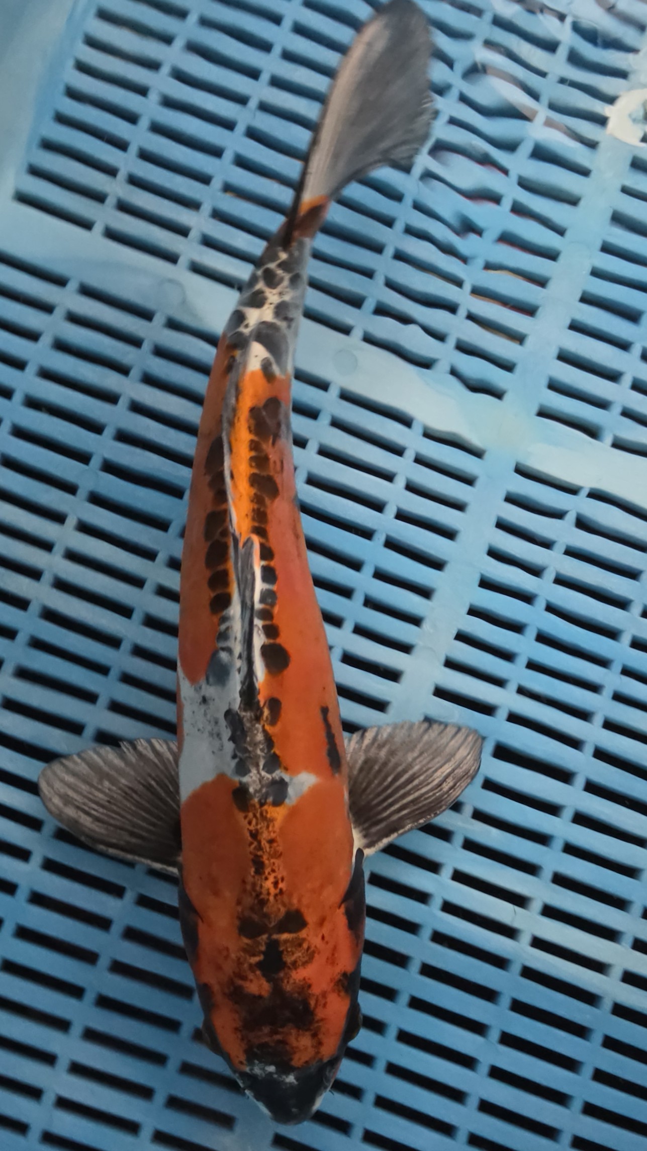 40cm High Quality Hand Selected Beni Kikokuryu