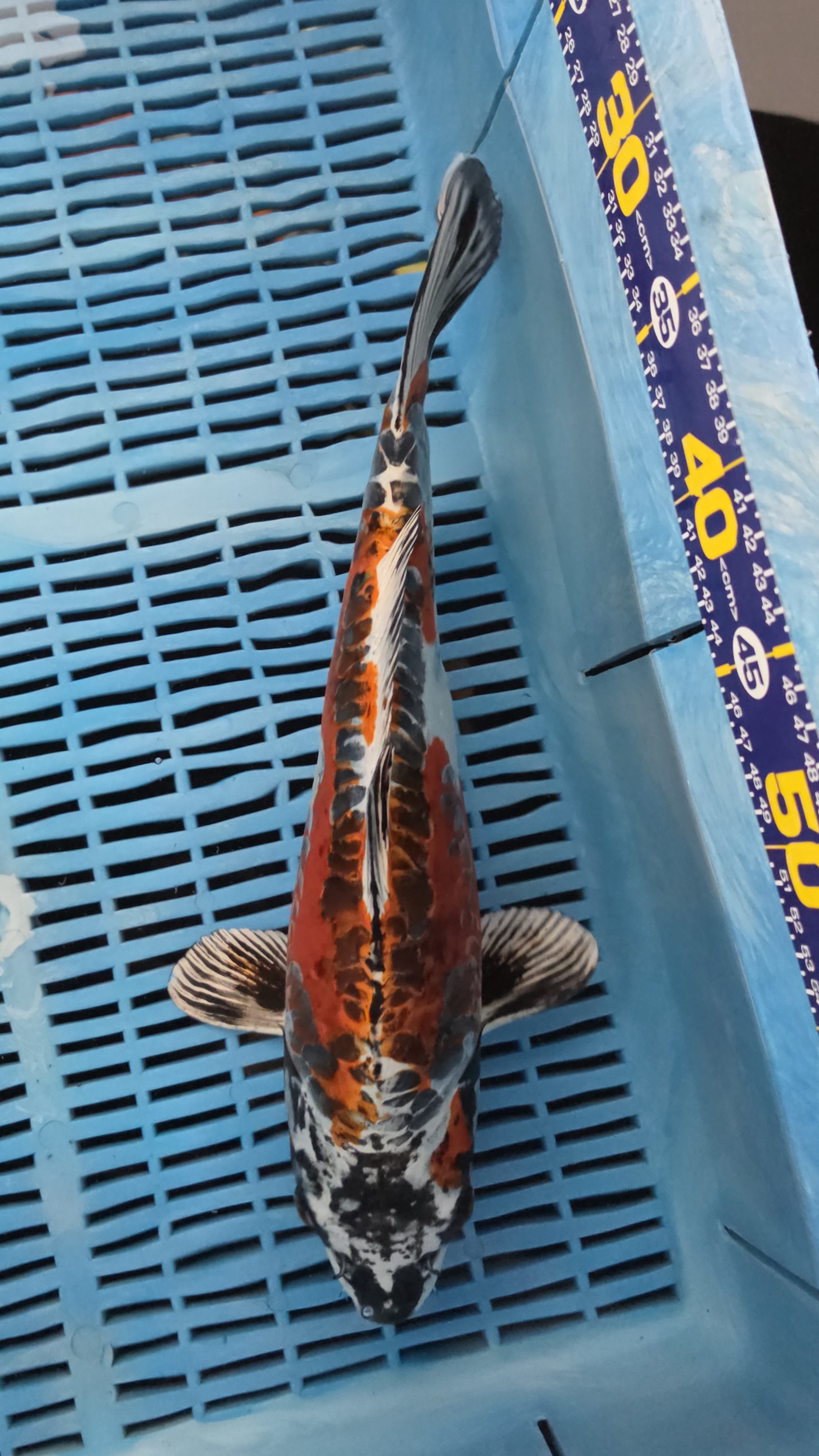 40cm High Quality Hand Selected Beni Kikokuryu