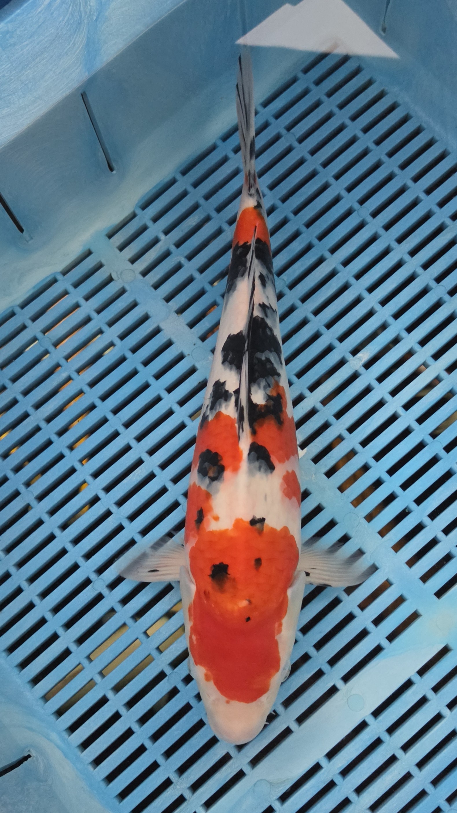 40cm High Quality Hand Selected Sanke