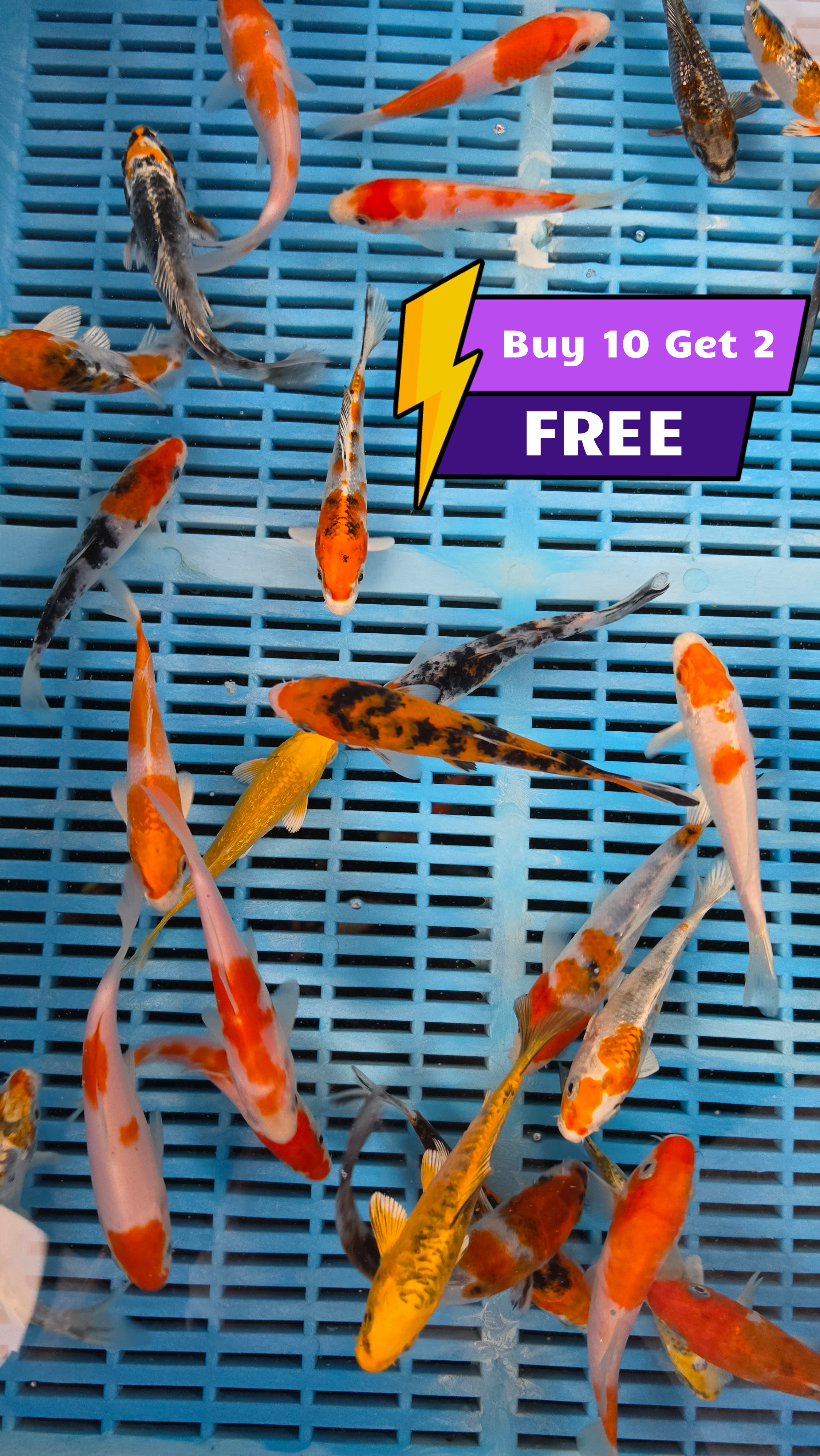 5" High Quality Grow on Koi x 10 plus 2 Free