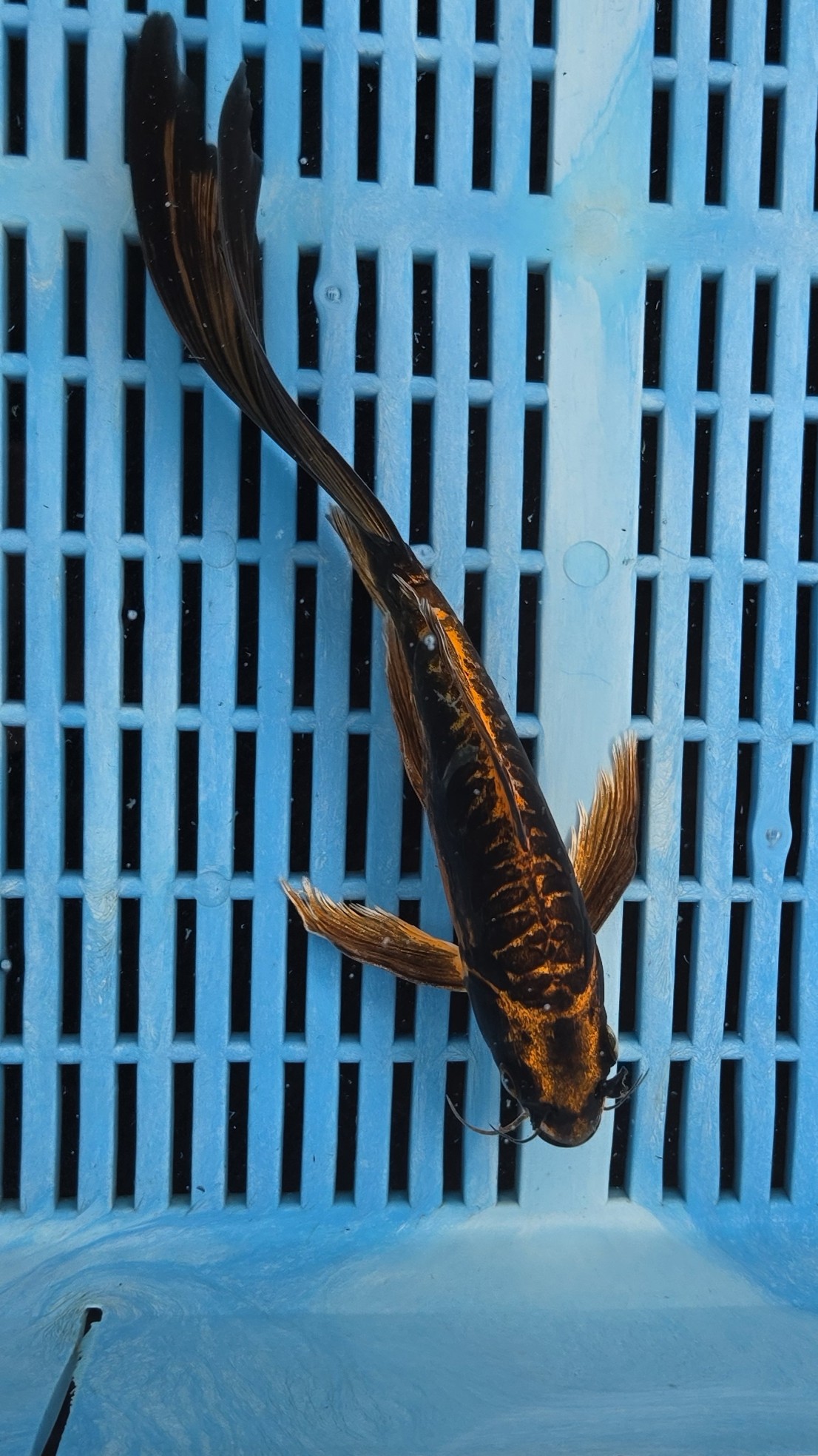 9-10" High Quality Hand Selected Doitsu Aka Matsuba Butterfly Koi