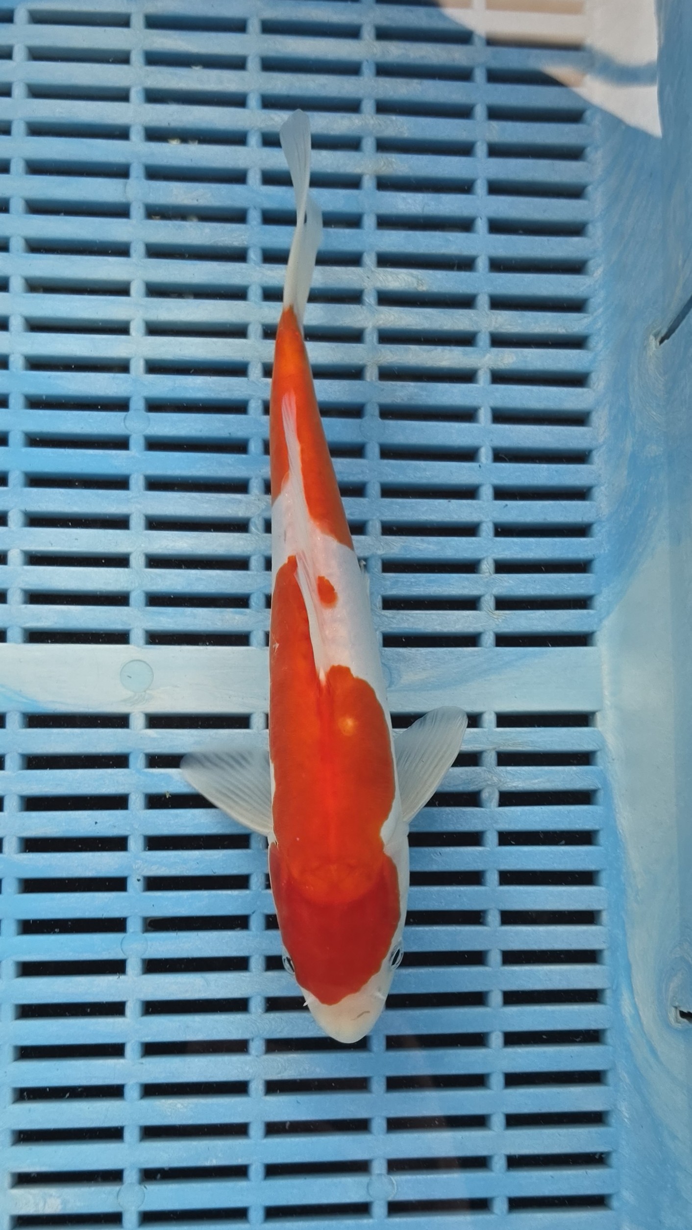 26cm Premium Doitsu Kohaku