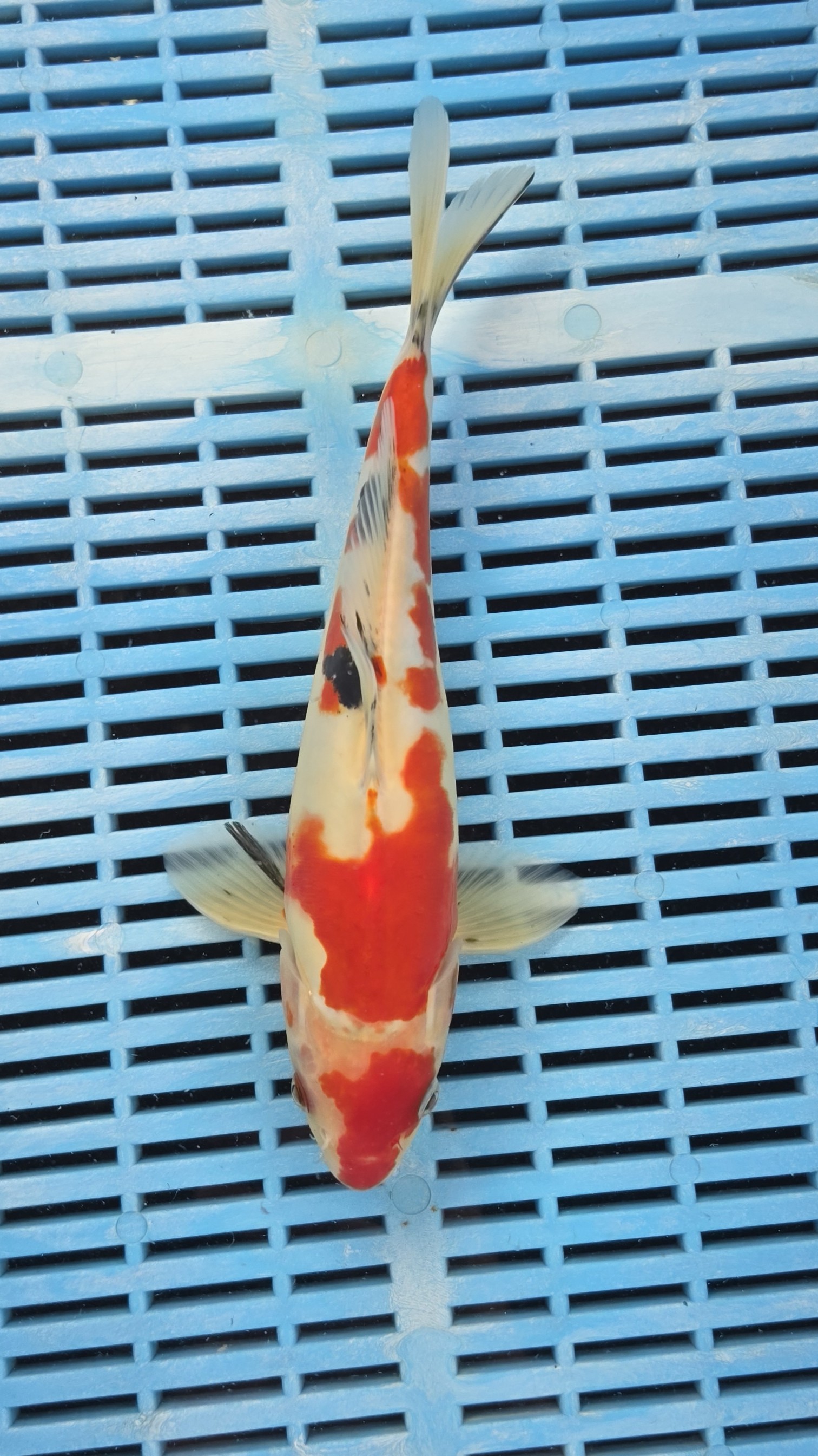 26cm Premium Doitsu Sanke