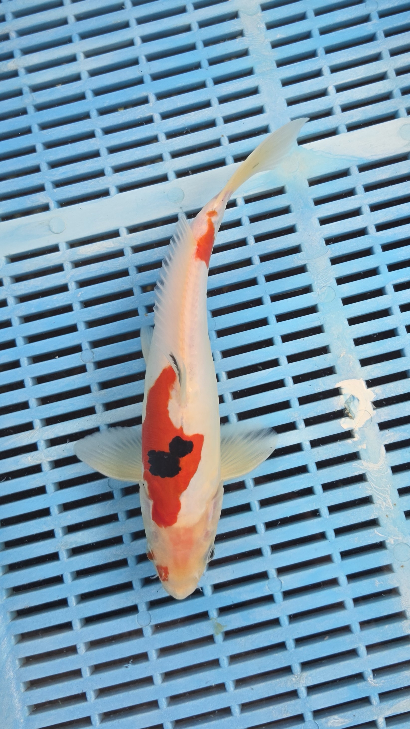 26cm Premium Doitsu Sanke