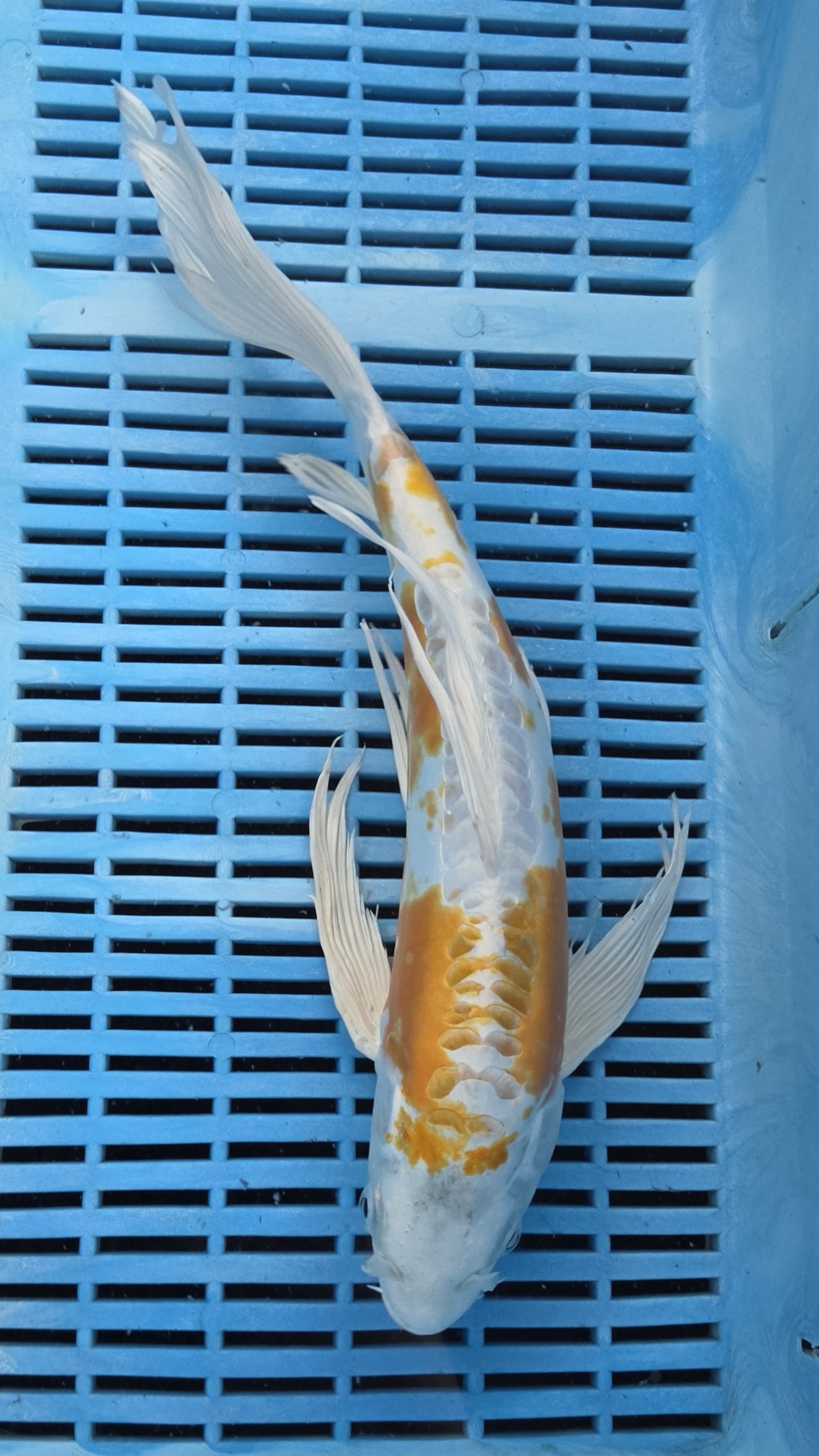 36cm High Quality Hand Selected Doitsu Hariwake Butterfly koi