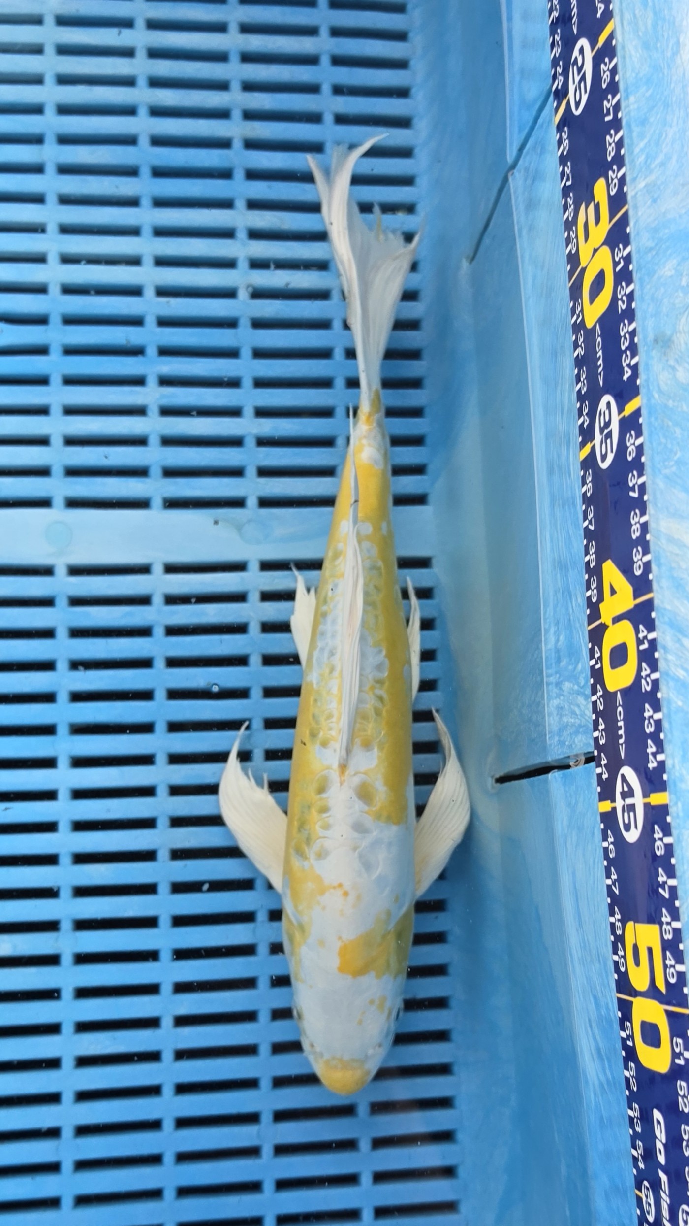 36cm High Quality Hand Selected Doitsu Hariwake Butterfly koi