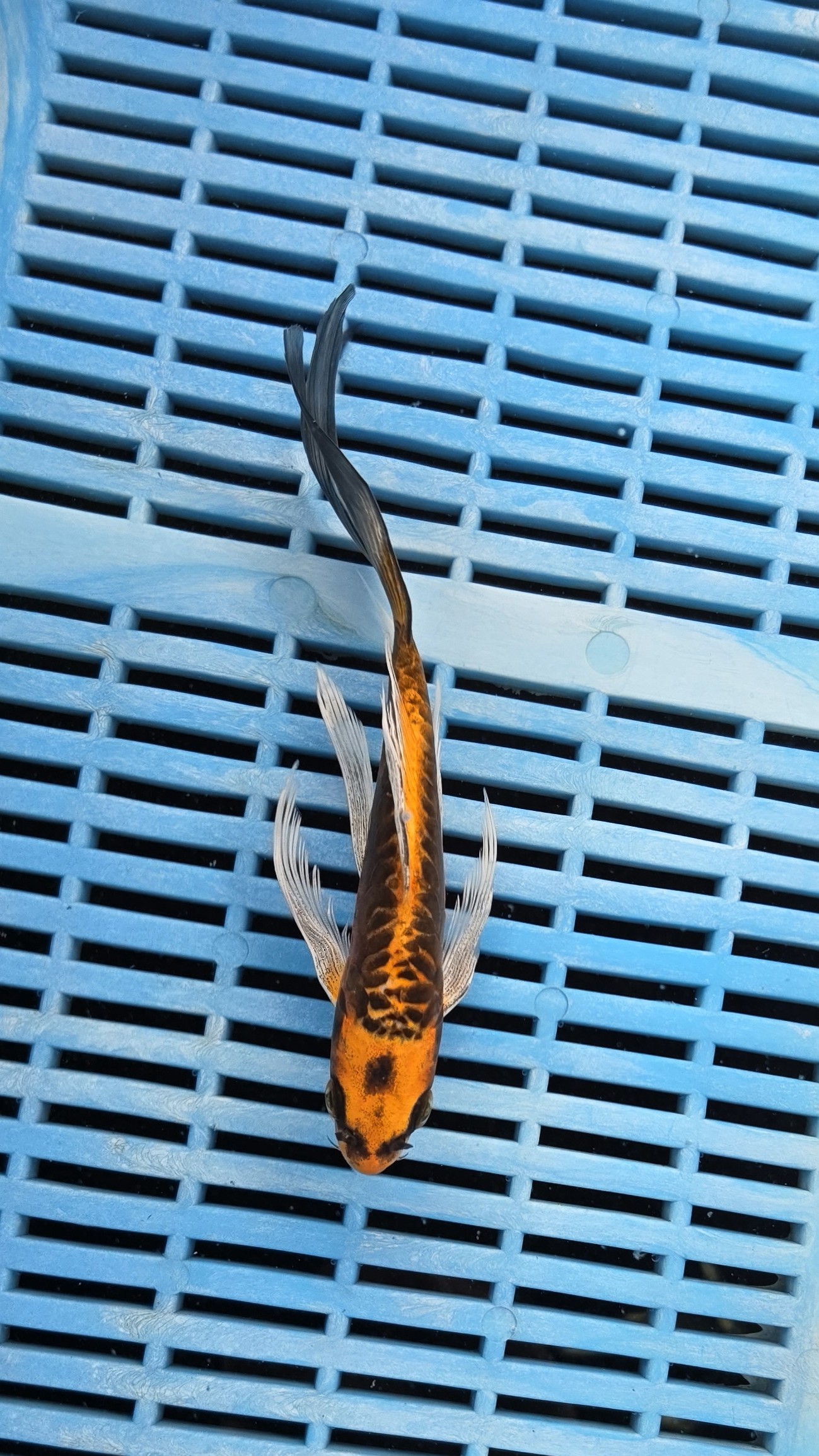 7-8" High Quality Hand Selected Doitsu Kujaku Butterfly Koi