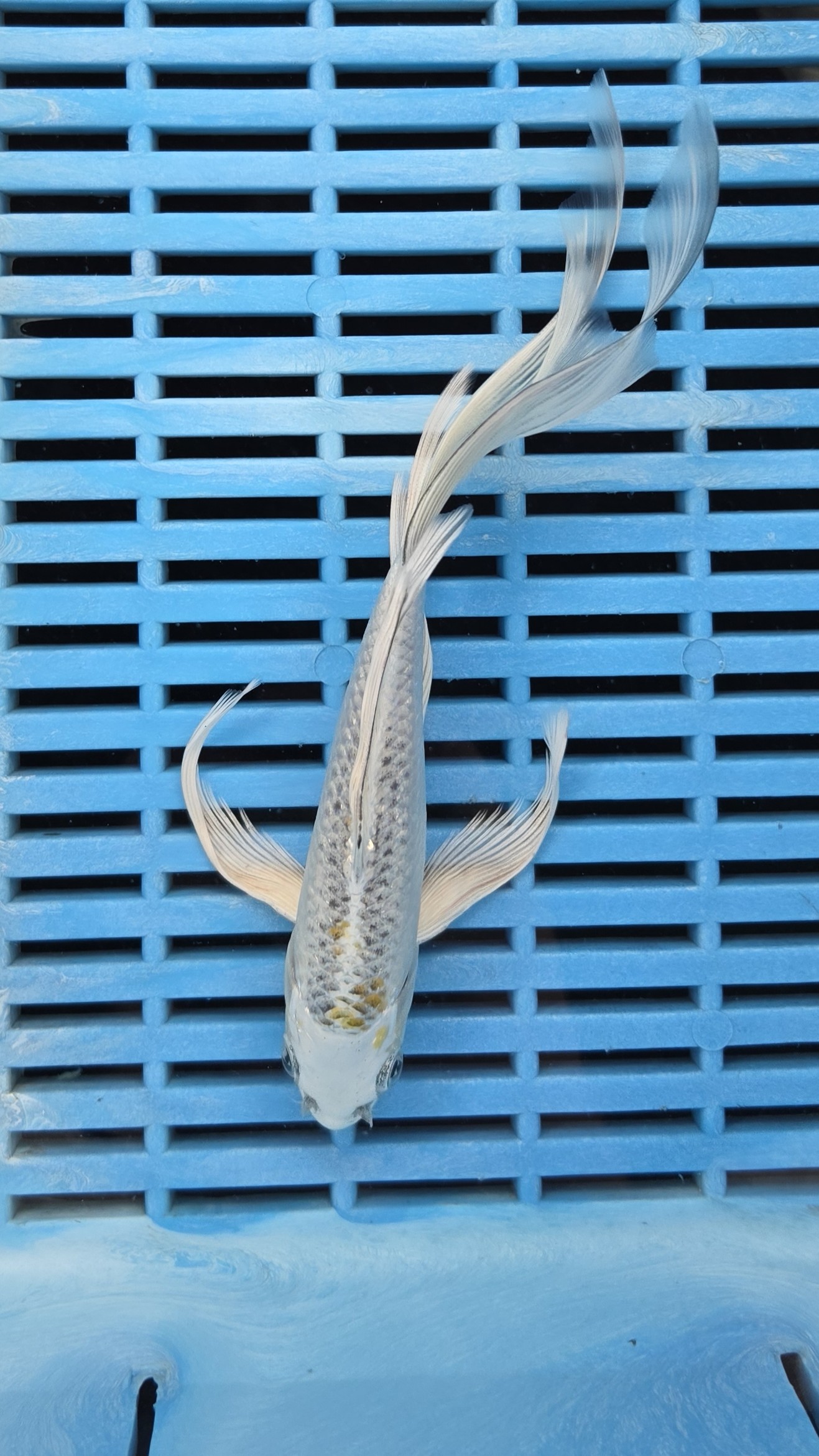 7-8" High Quality Hand Selected Doitsu Ki Matsuba Butterfly Koi