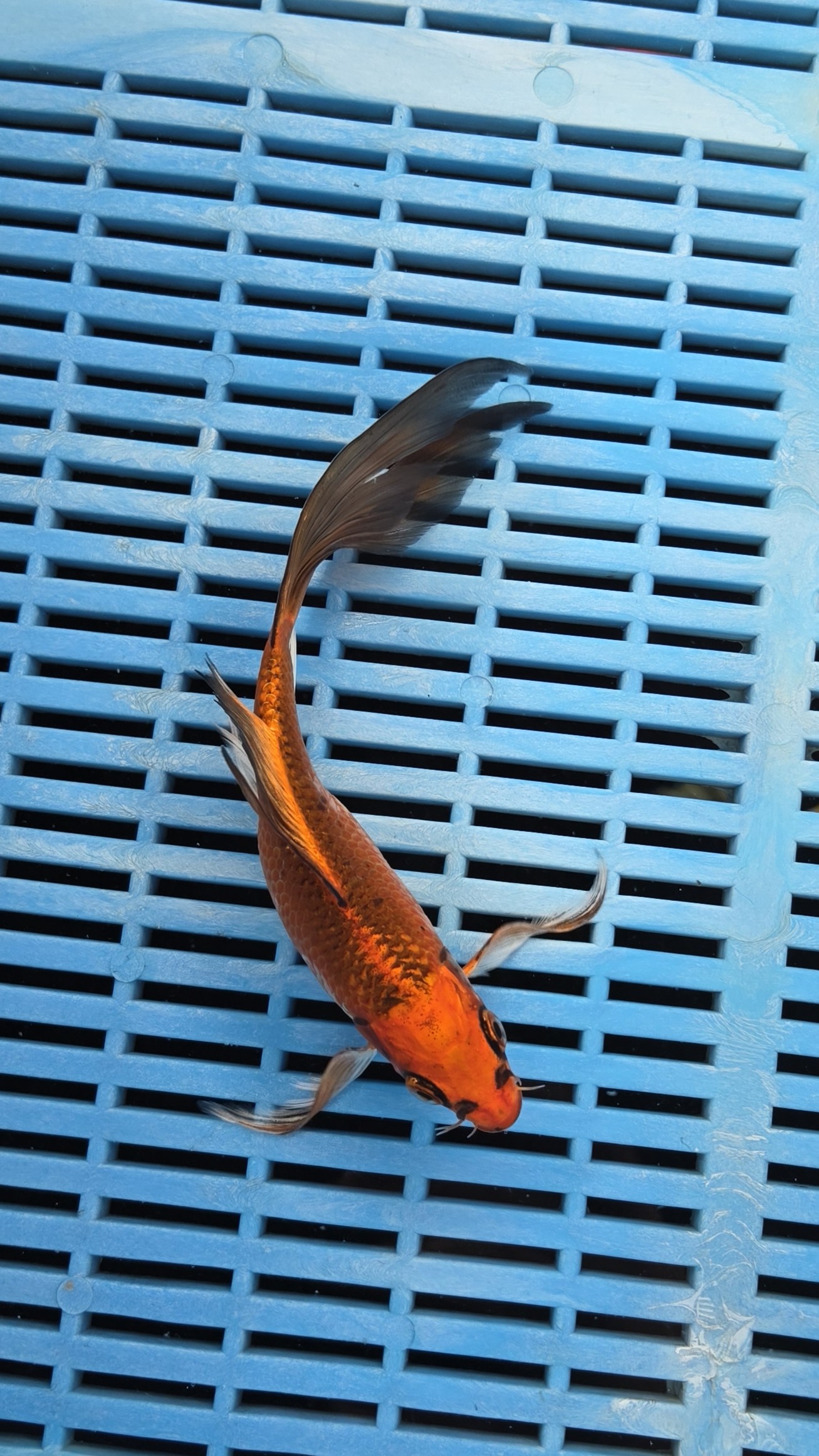 7-8" High Quality Hand Selected Kujaku Butterfly Koi