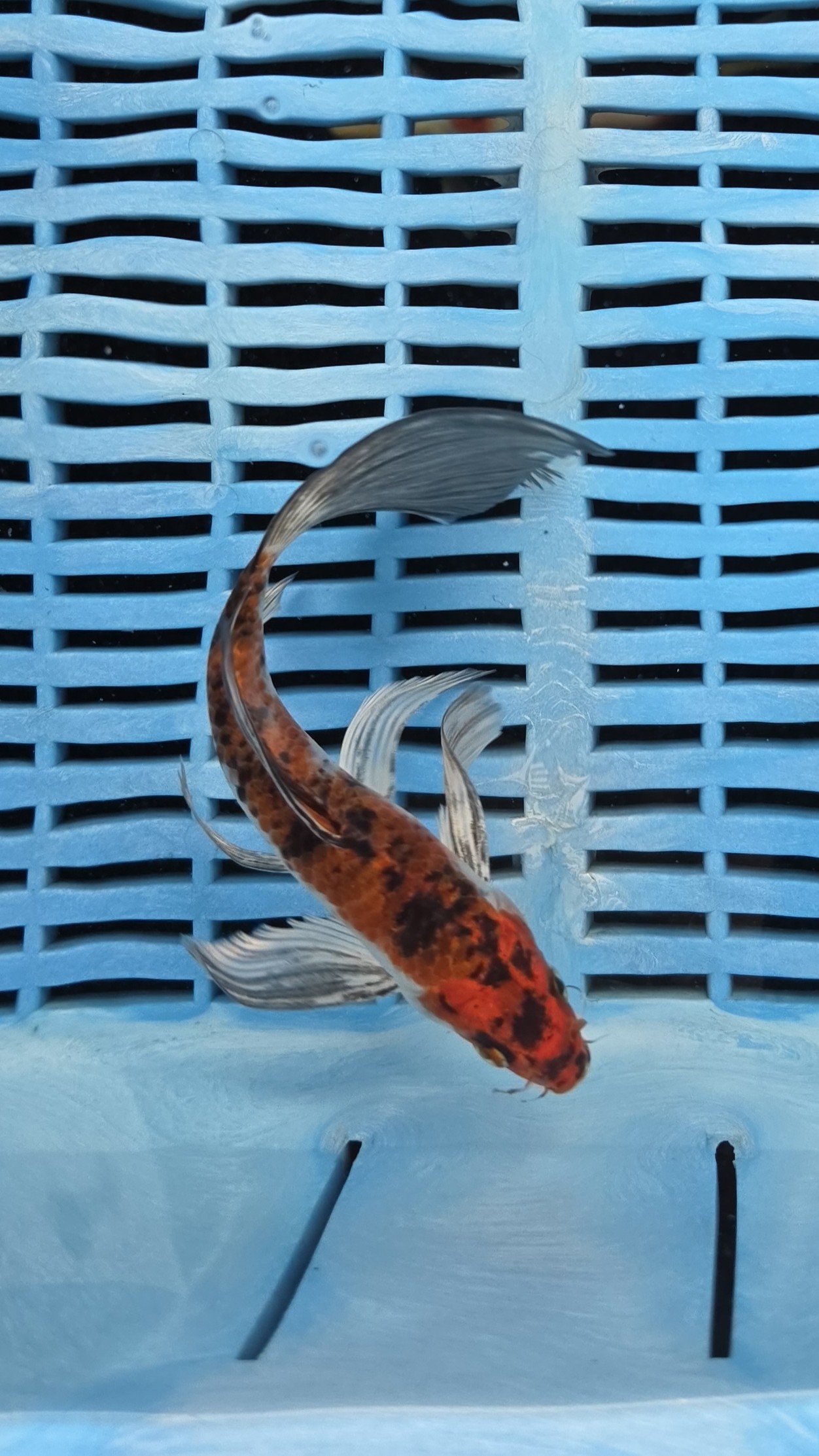 7-8" High Quality Hand Selected Sanke Butterfly Koi