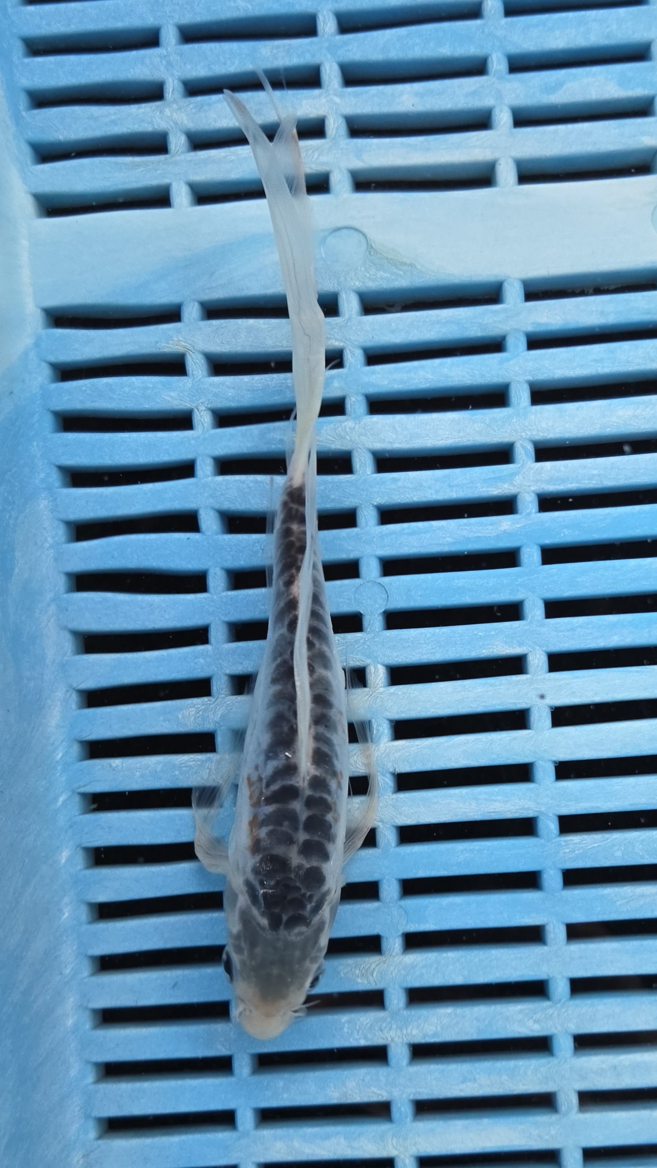 7-8" High Quality Hand Selected Shusui Butterfly Koi