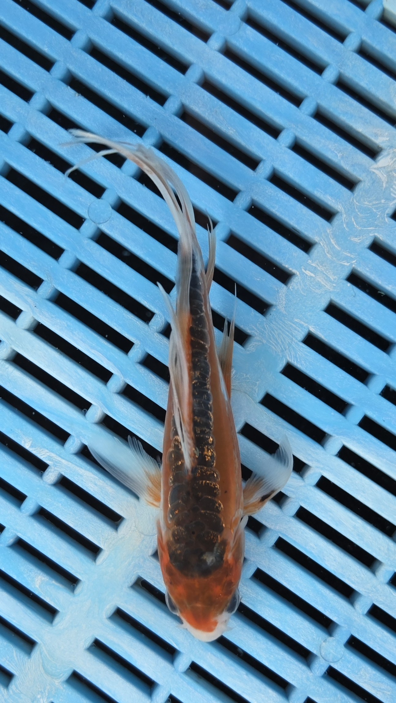 7-8" High Quality Hand Selected Shusui Butterfly Koi