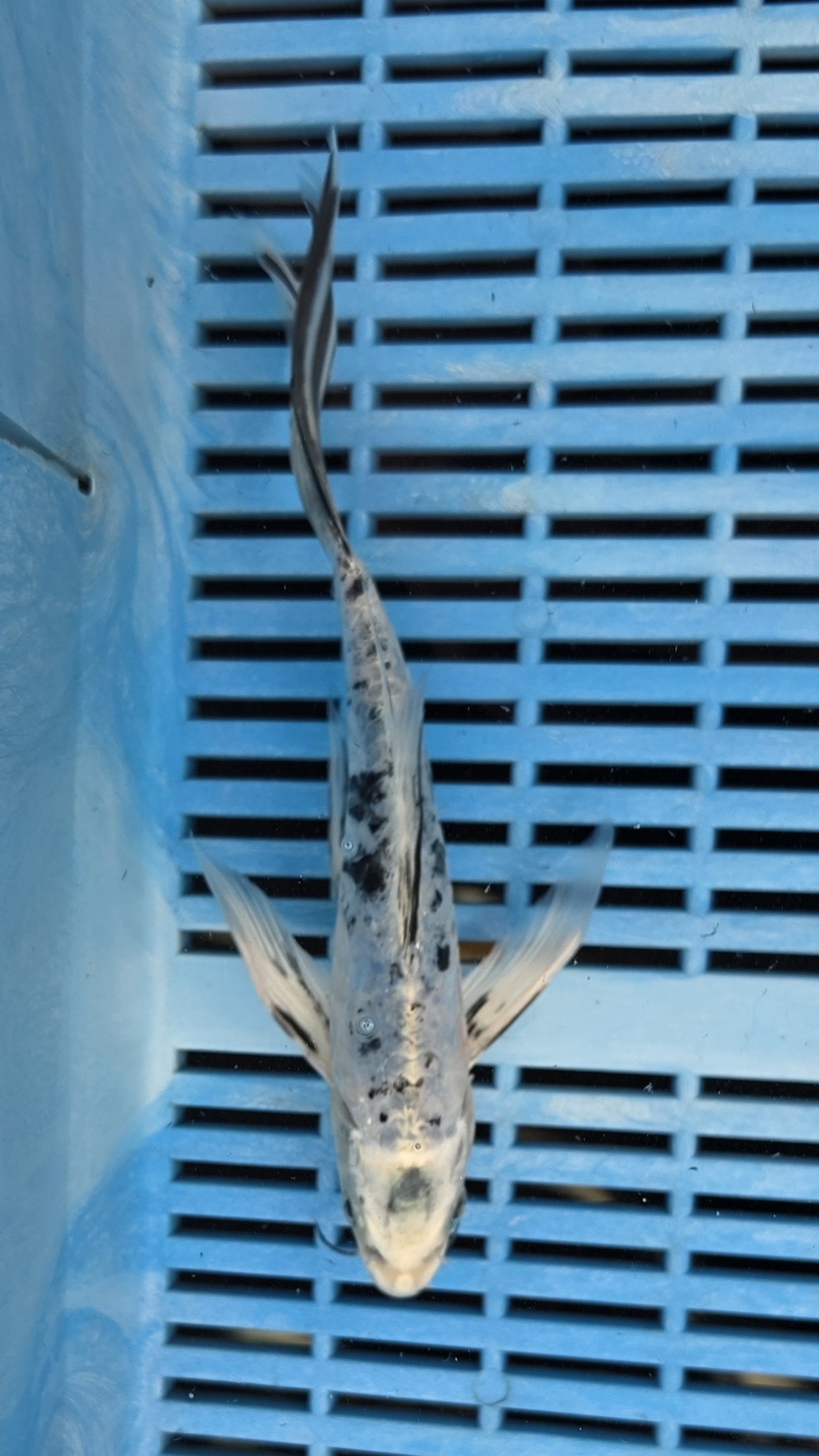 8-9" High Quality Hand Selected Kikokuryu Butterfly koi