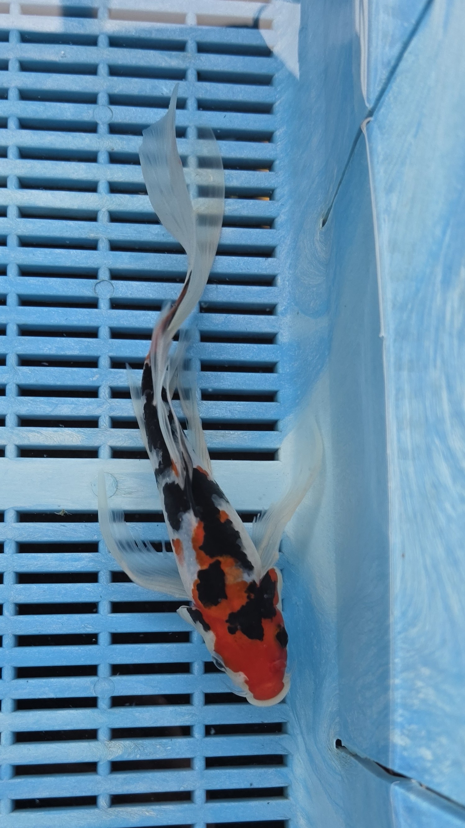 8-9" High Quality Hand Selected Sanke Butterfly koi