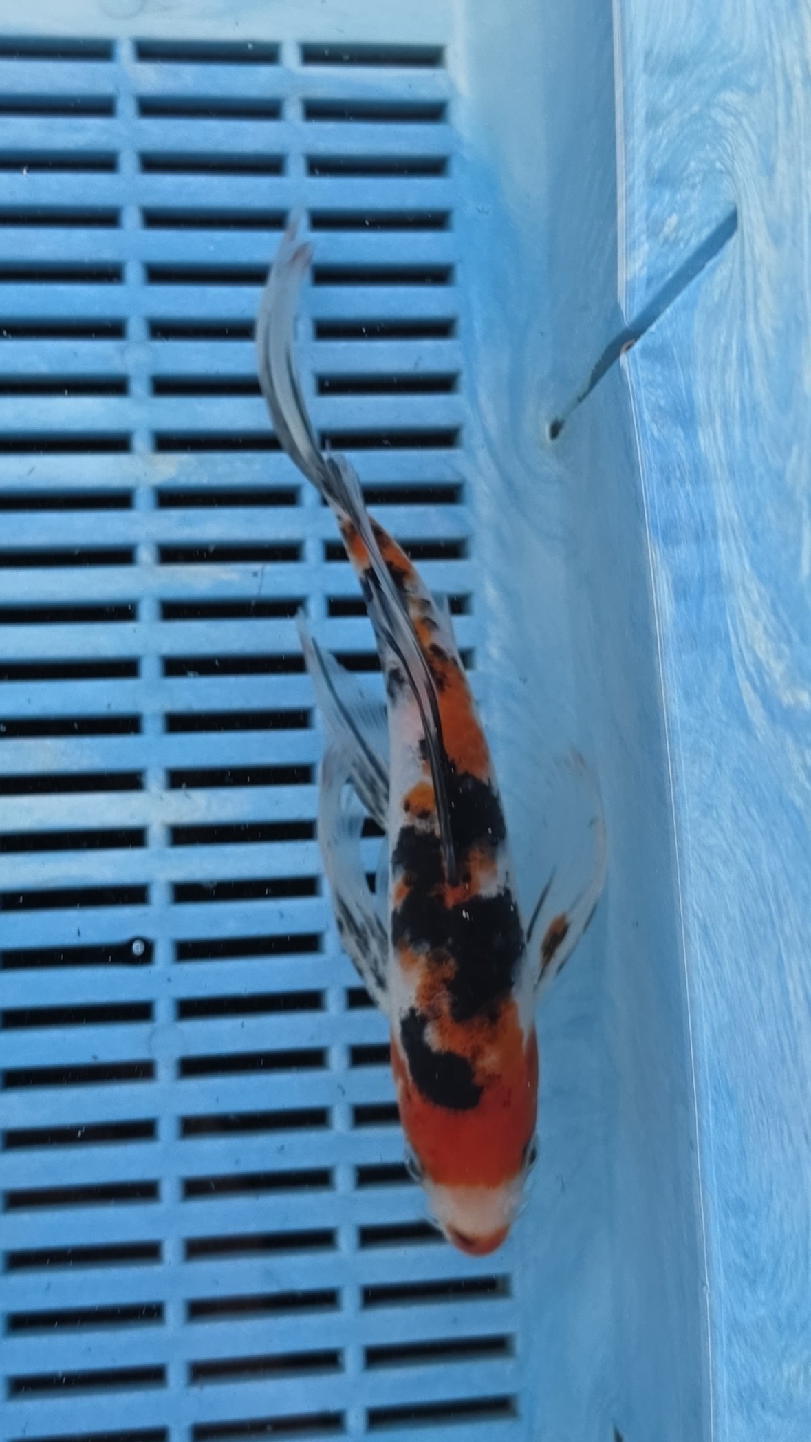 8-9" High Quality Hand Selected Sanke Butterfly koi