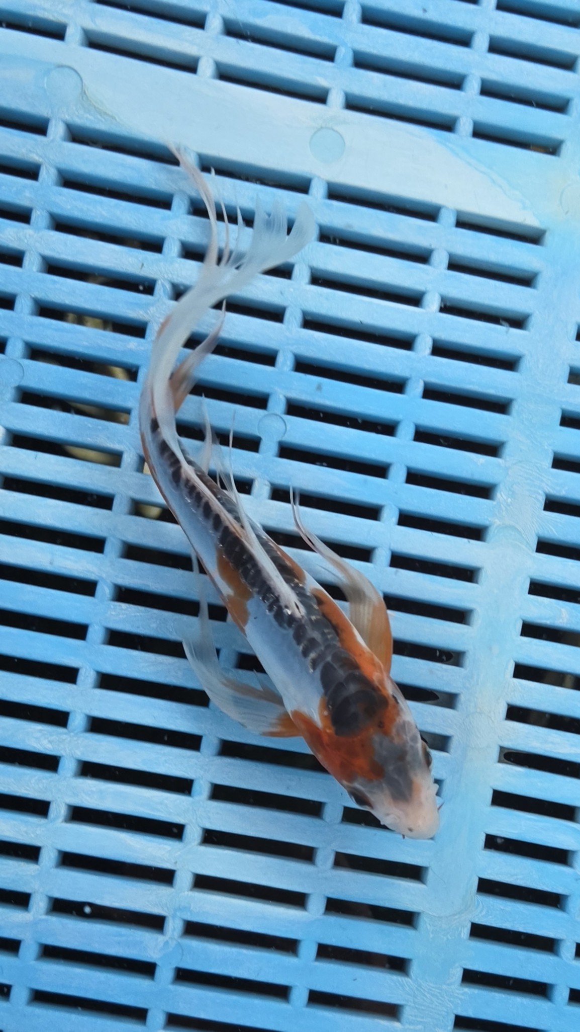 8-9" High Quality Hand Selected Shusui Butterfly koi