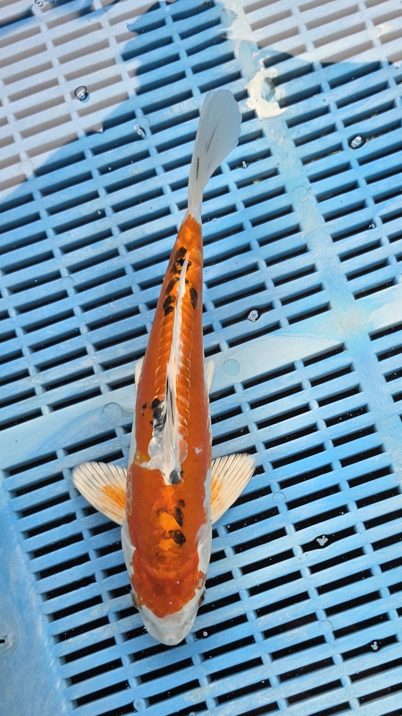 30cm High Quality Hand Selected Doitsu Yamato Nishiki