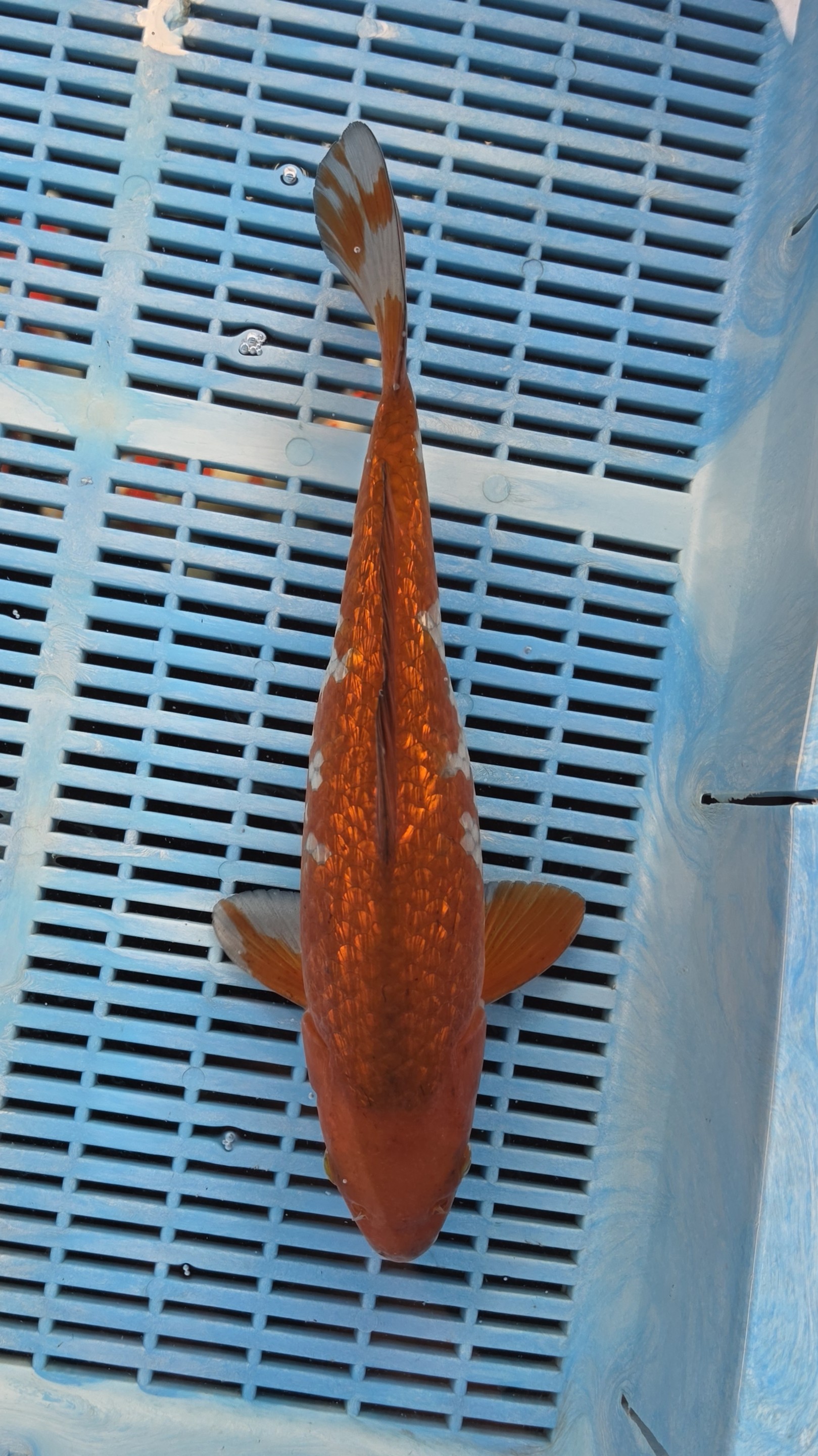 35cm High Quality Hand Selected Gin Rin Ochiba