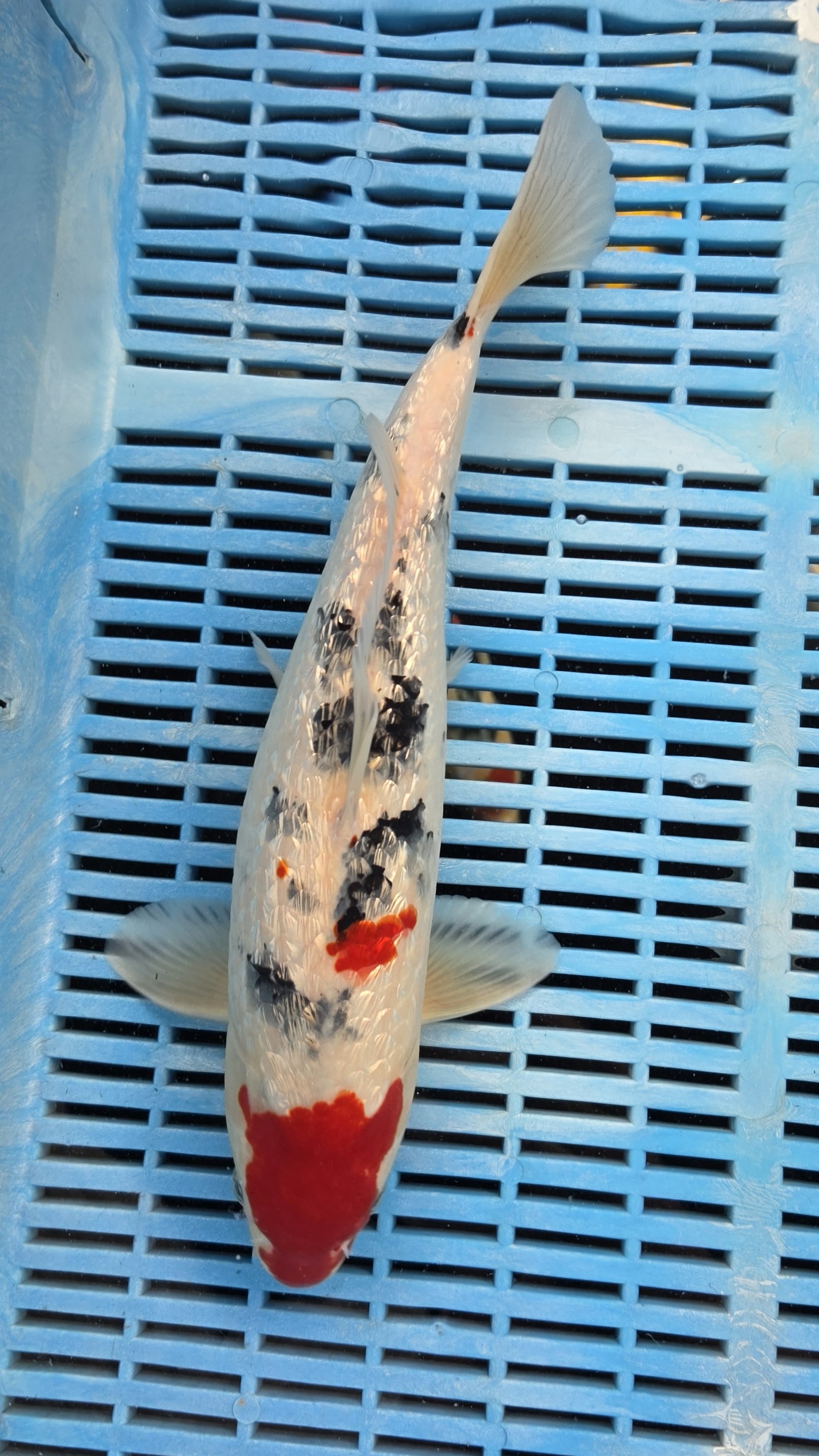 35cm High Quality Hand Selected Gin Rin Sanke
