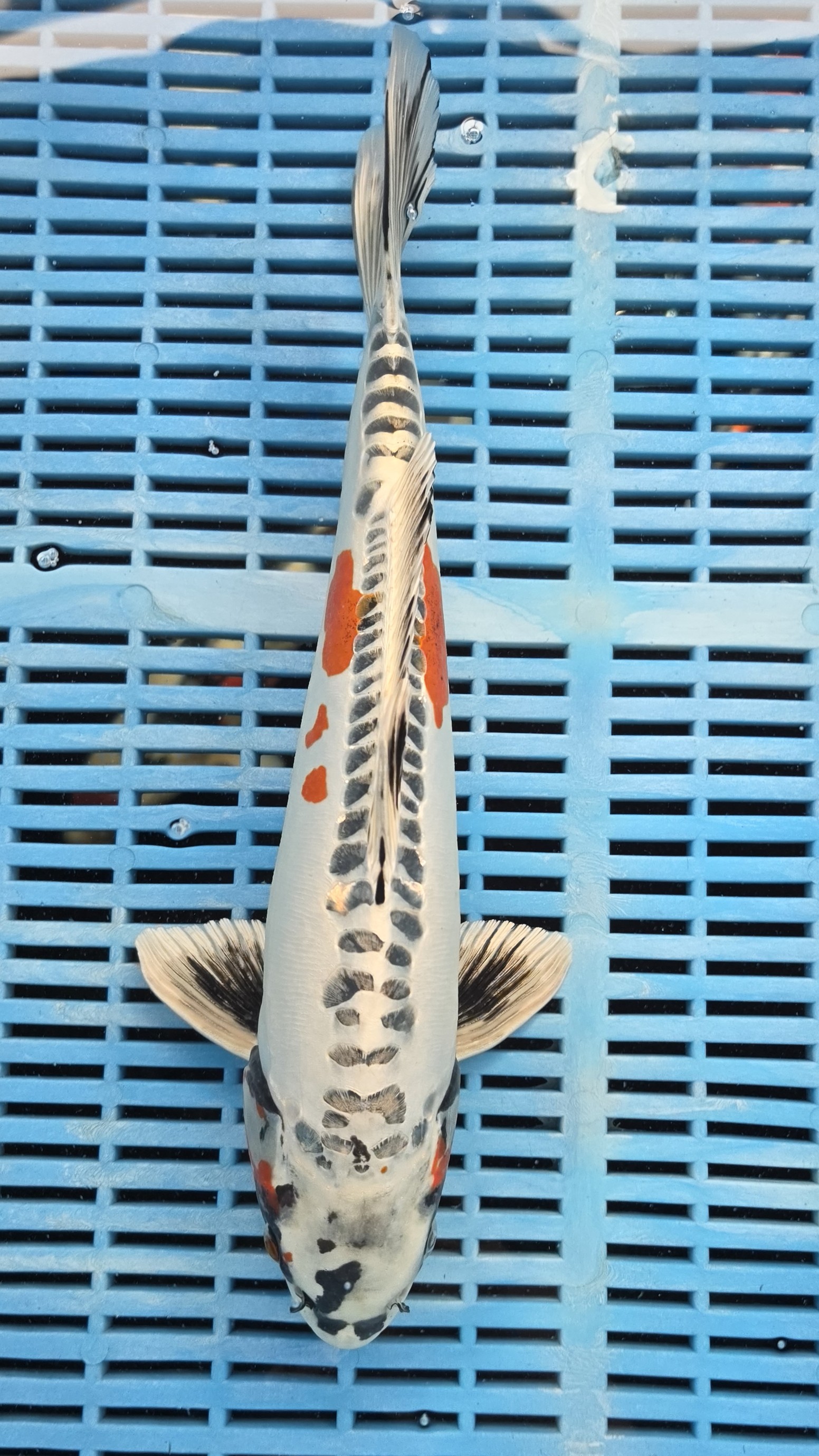 36cm High Quality Hand Selected Beni Kikokuryu