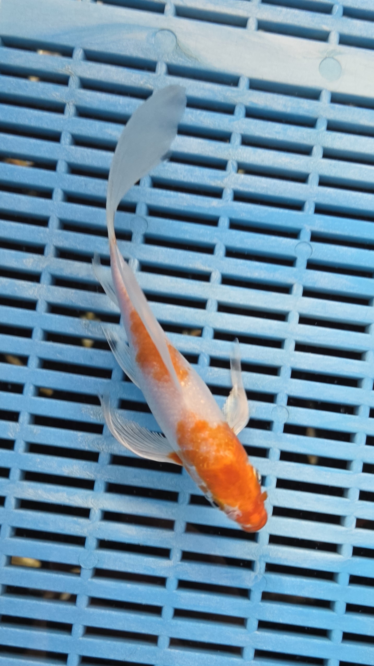 7-8" High Quality Hand Selected Sakura Ogon Butterfly Koi